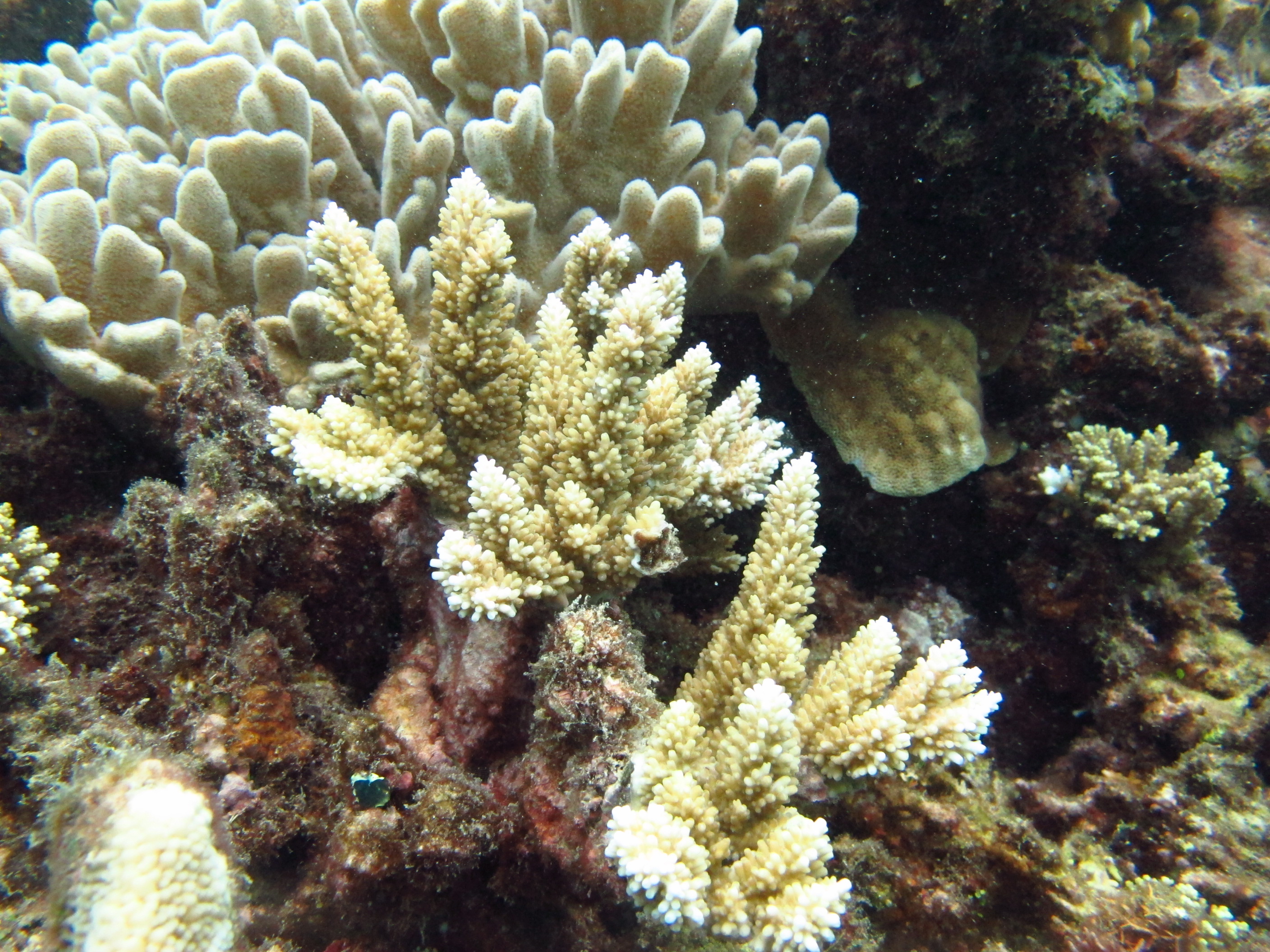 Acropora listeri