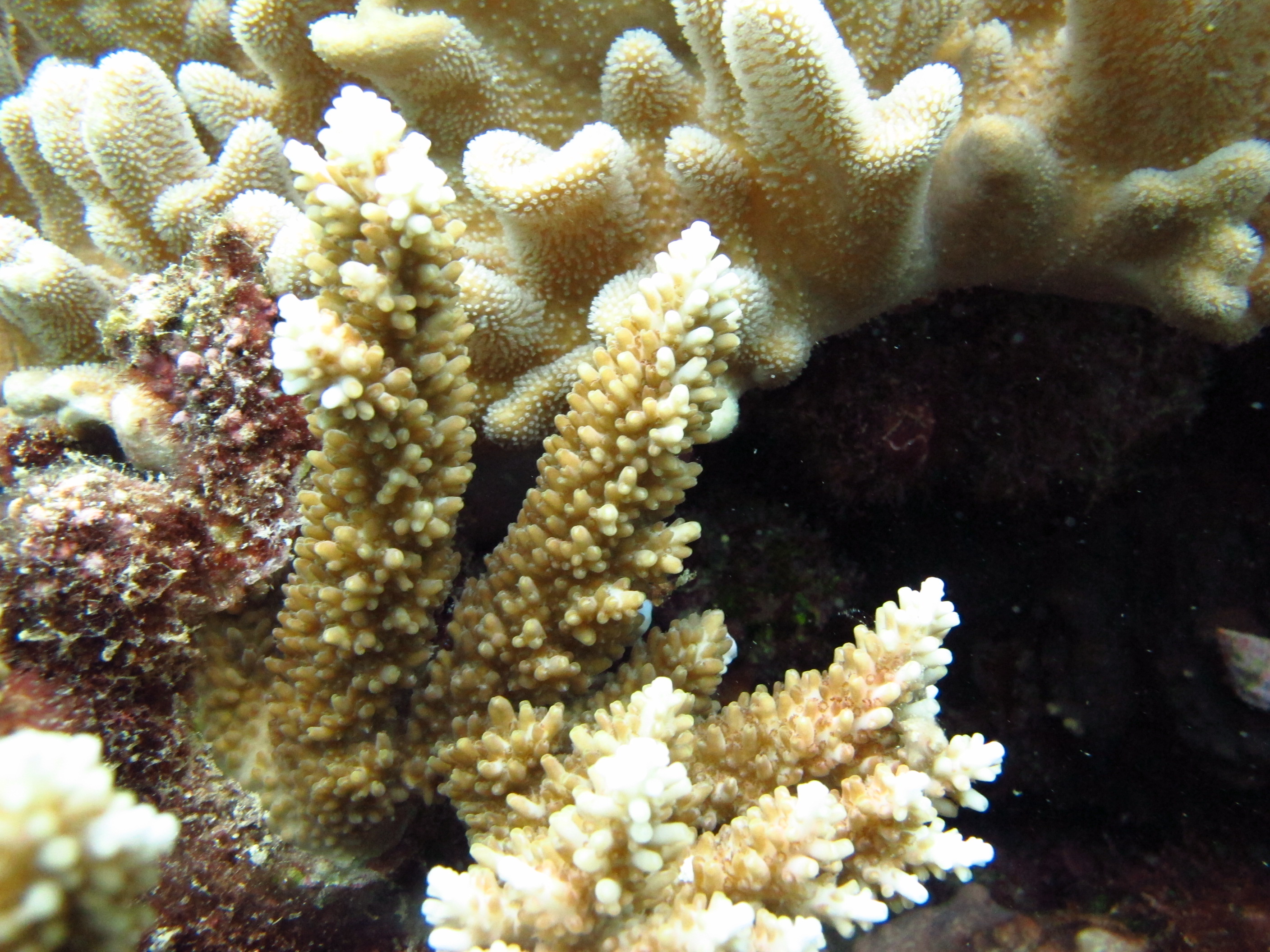 Acropora listeri