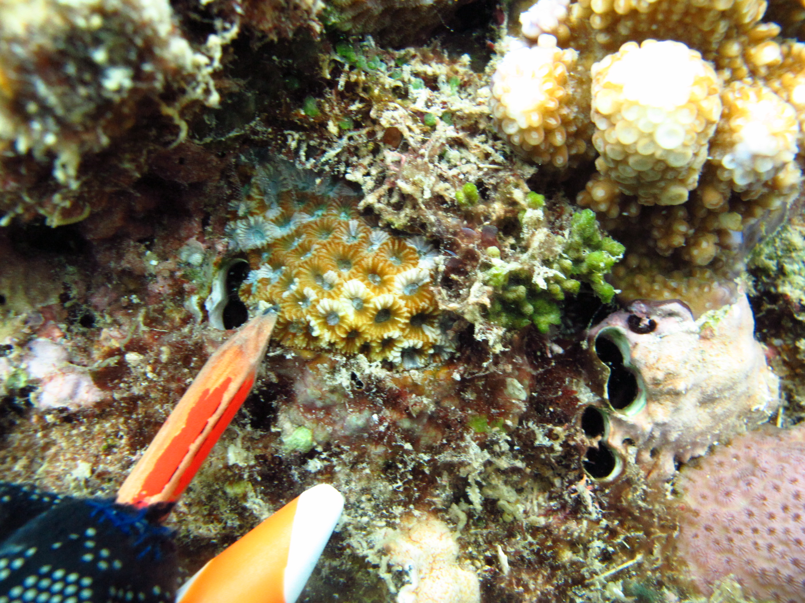 Favites pentagona