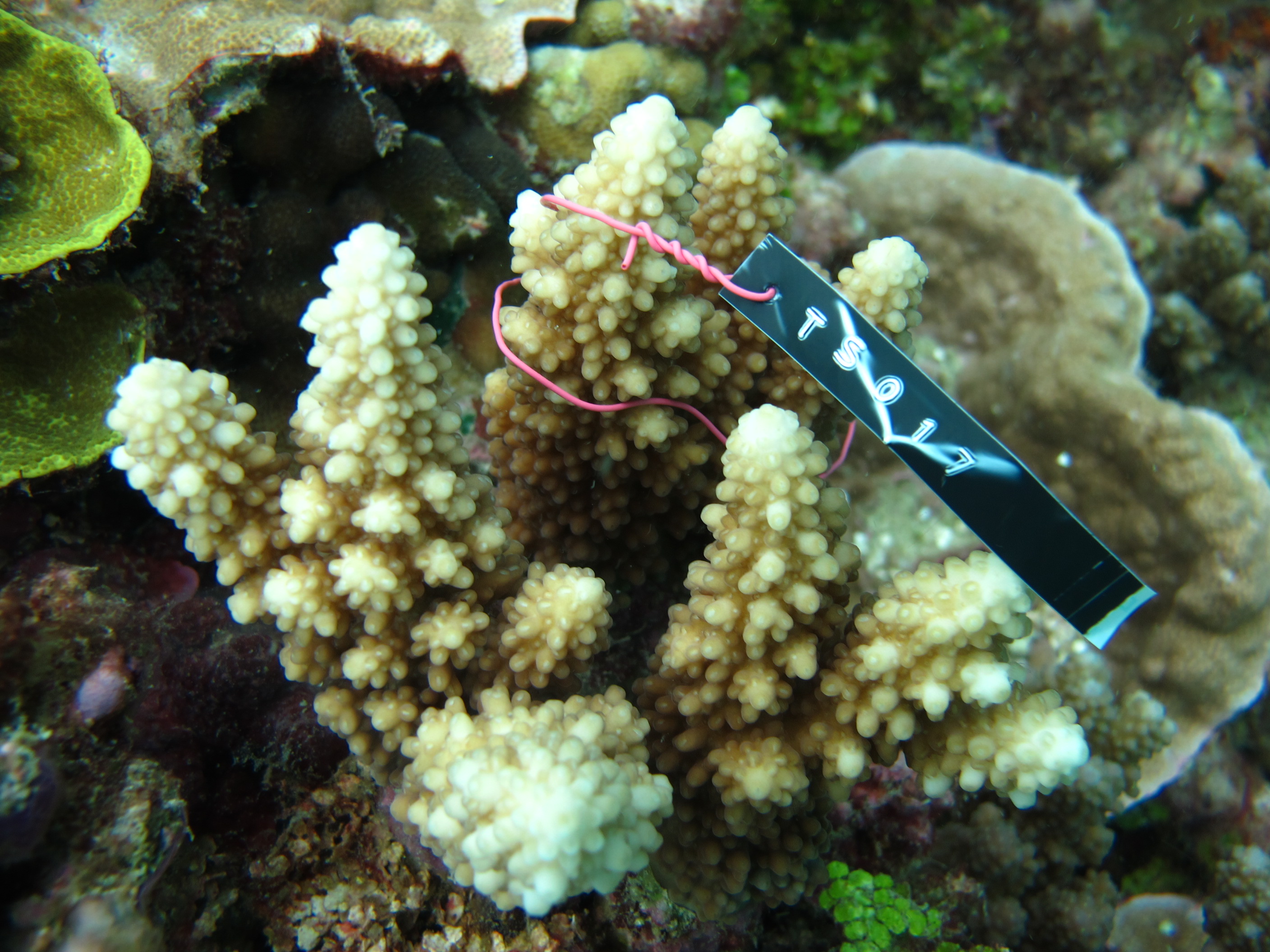 Acropora lutkeni