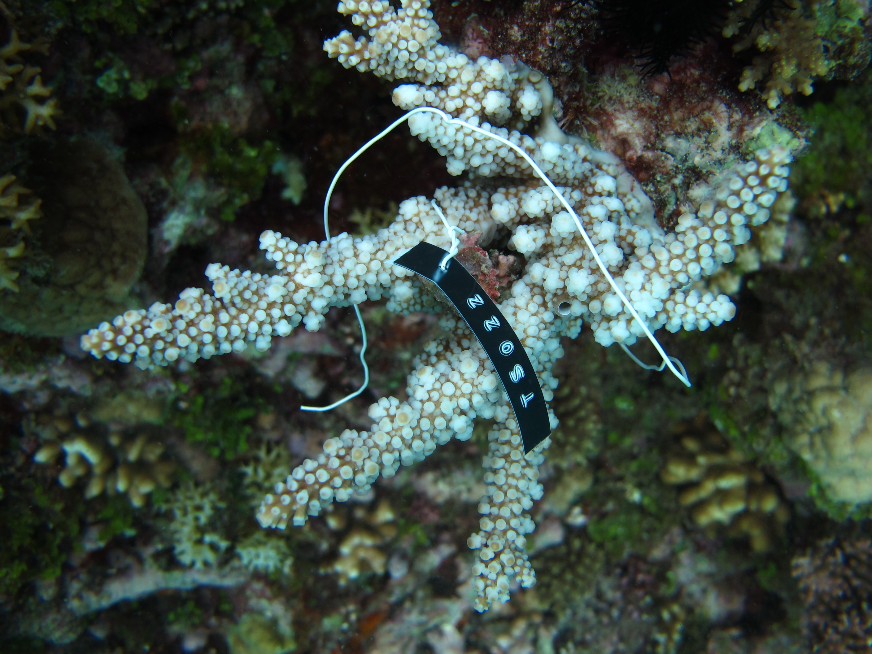 Acropora florida