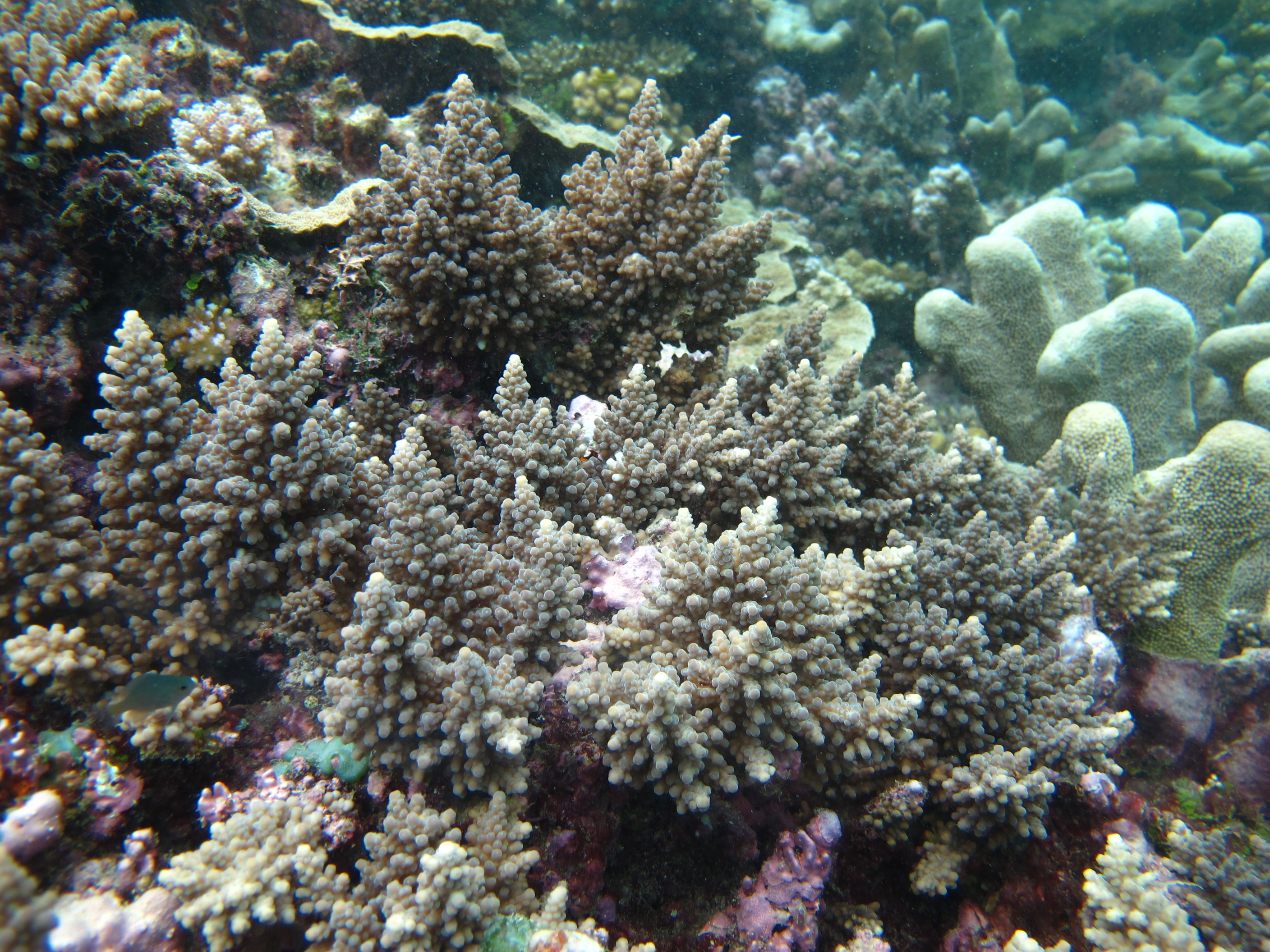 Acropora longicyathus