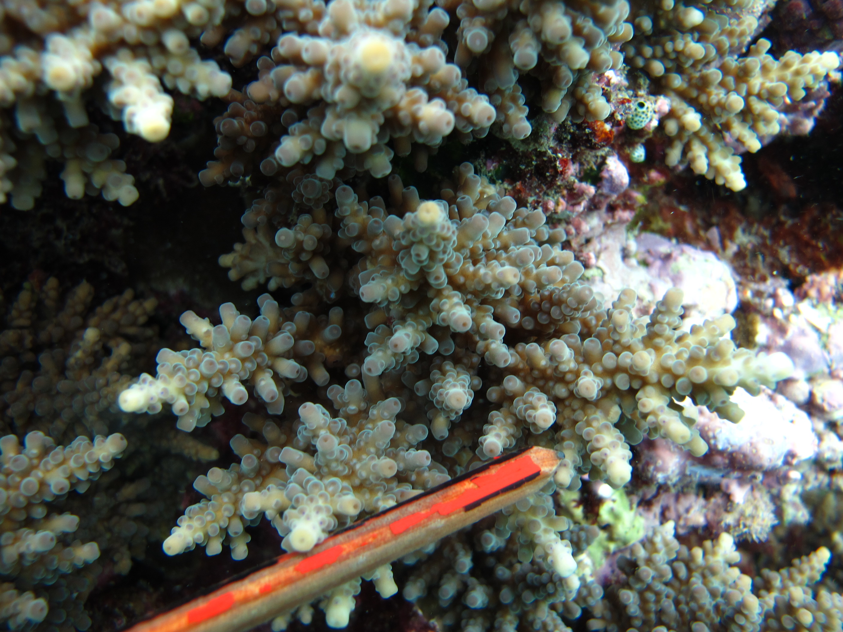 Acropora longicyathus