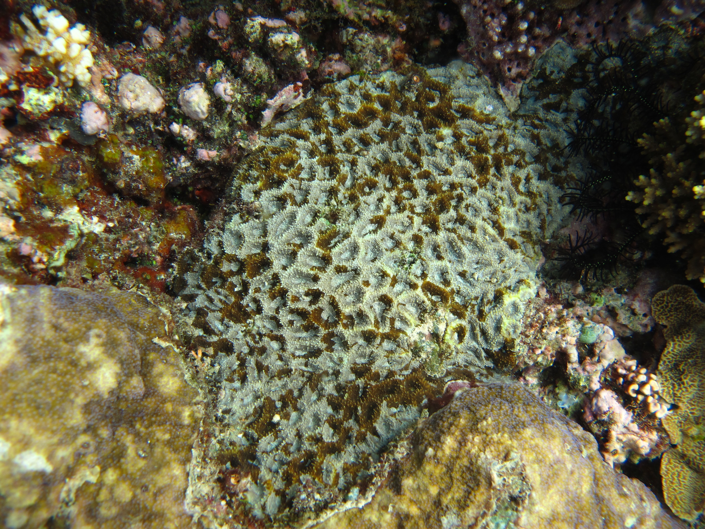 Acanthastrea hemprichii