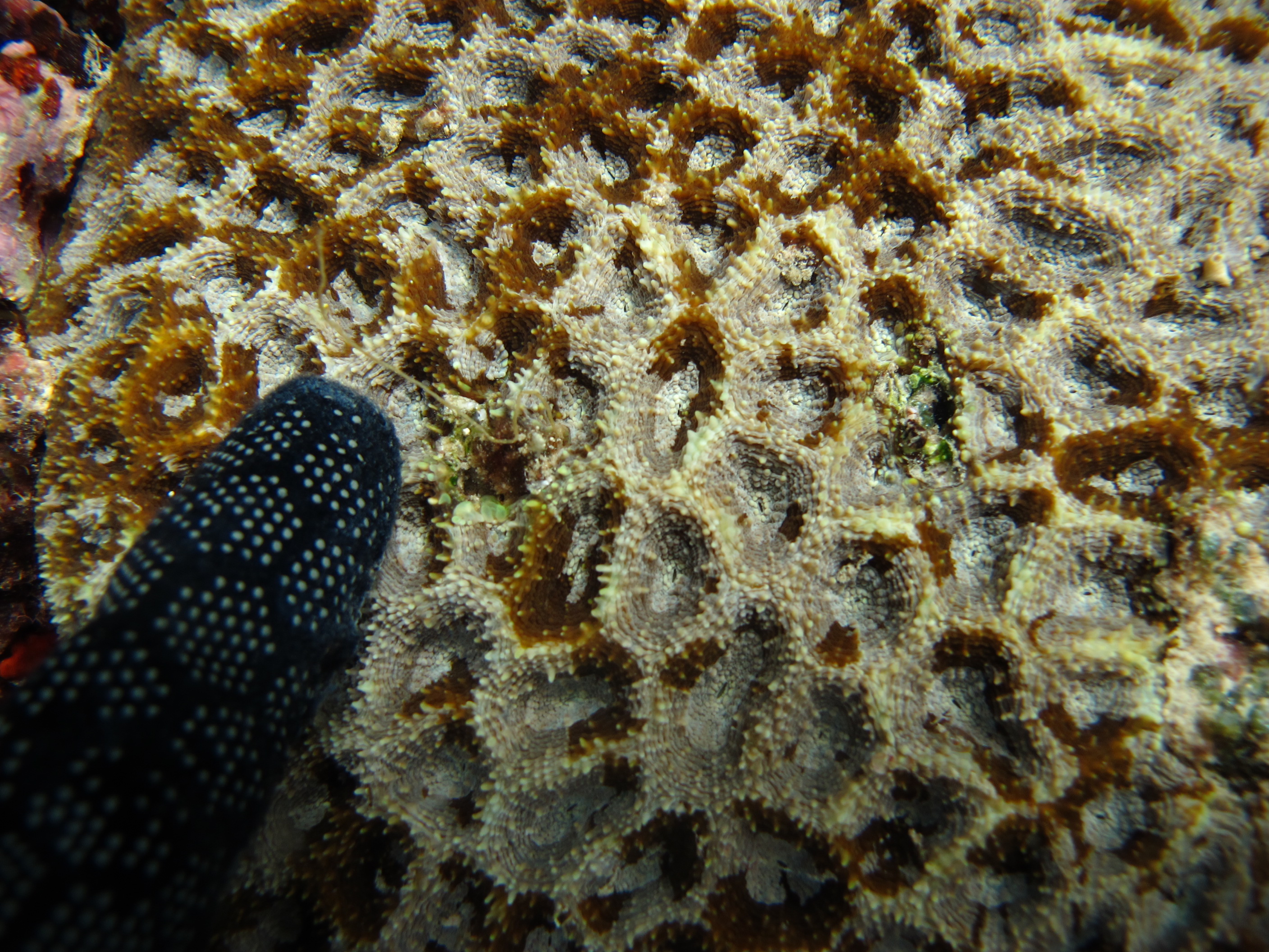 Acanthastrea hemprichii