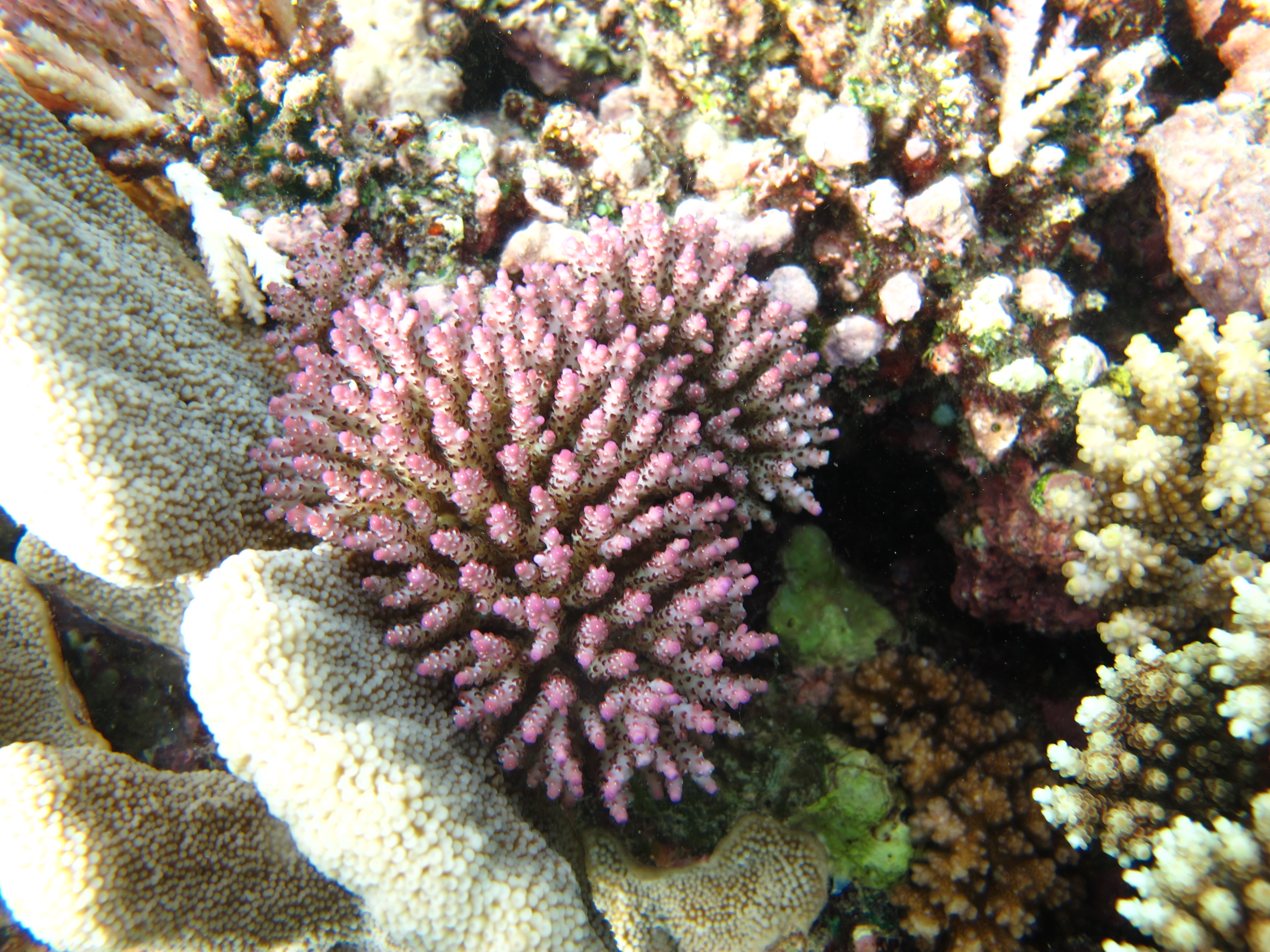 Acropora nana