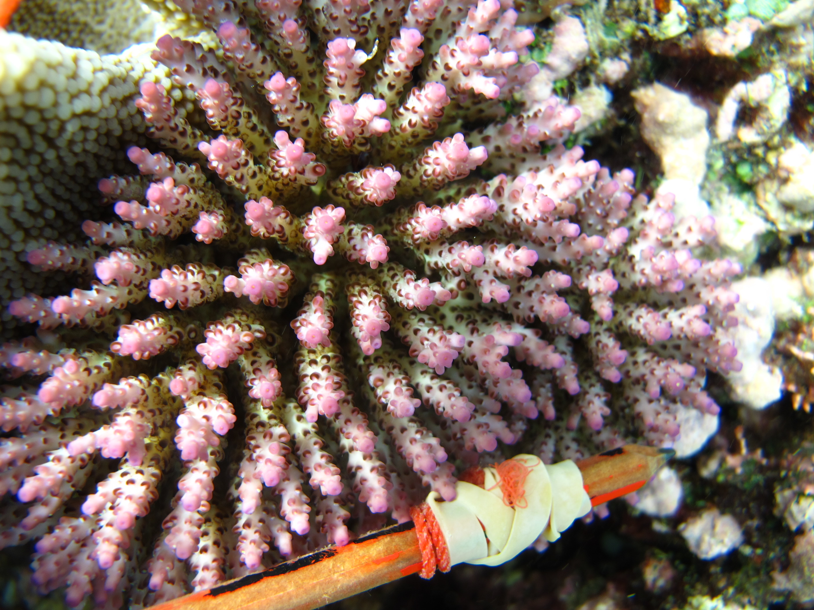Acropora nana