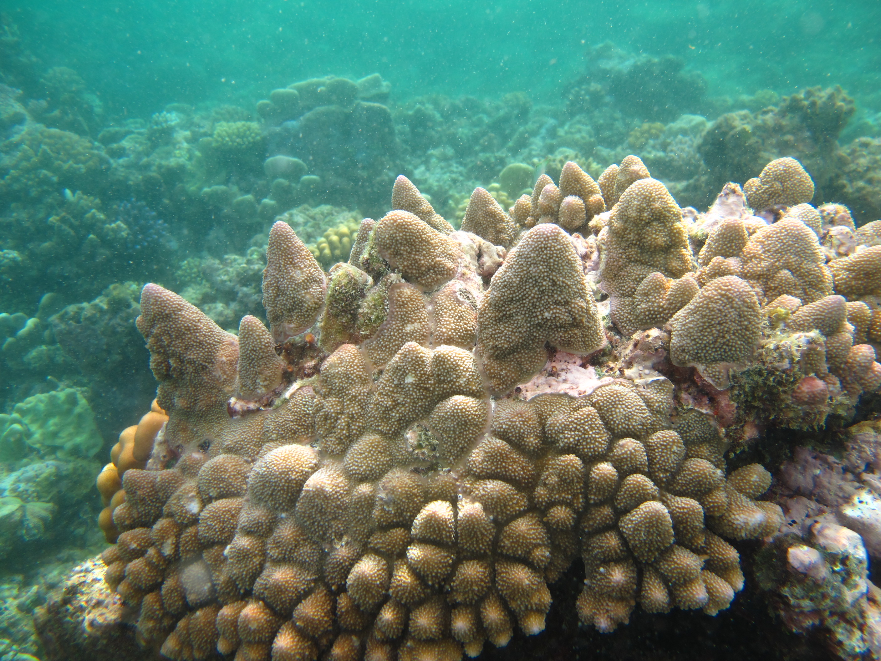 Acropora monticulosa