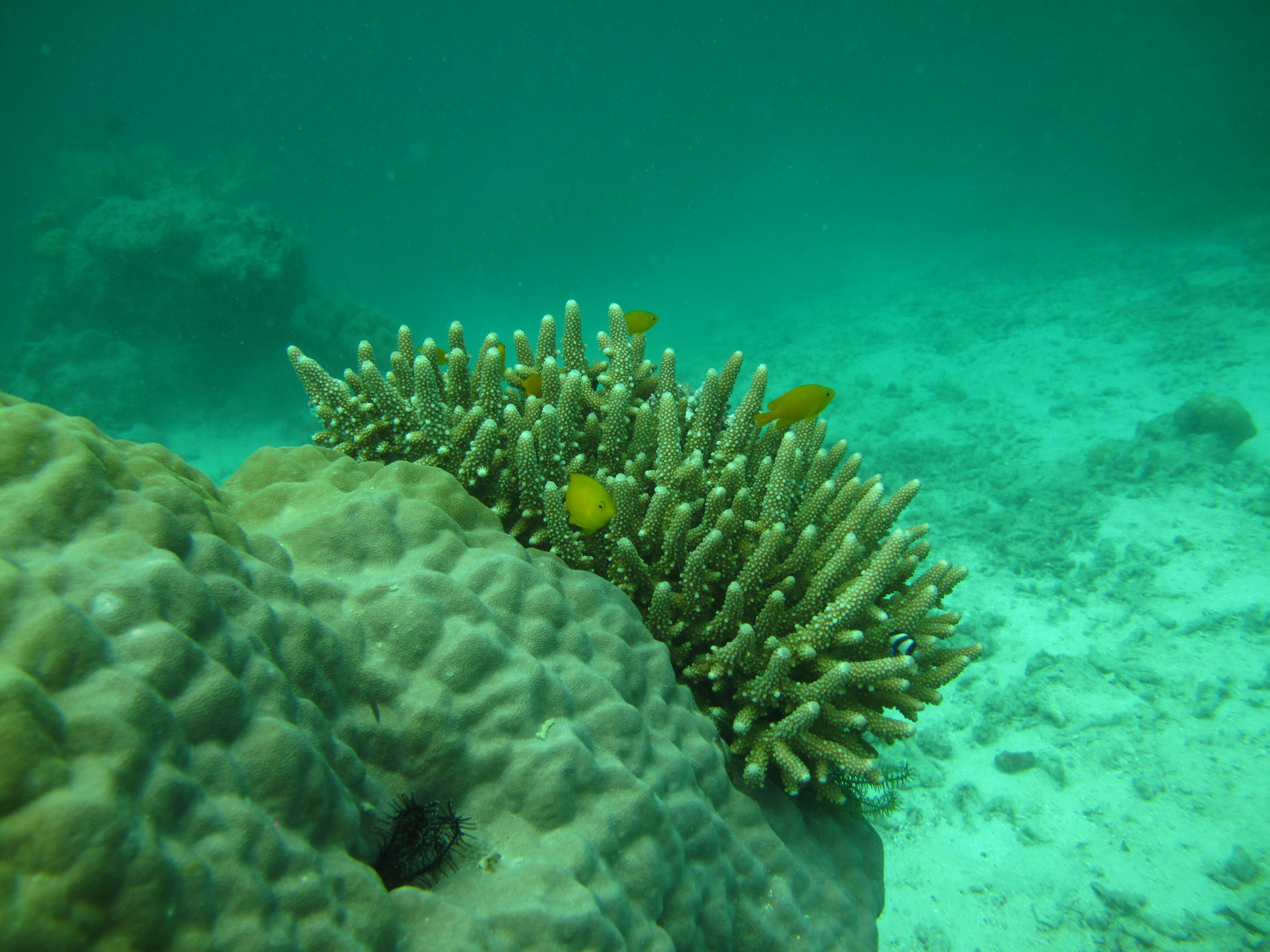 Acropora samoensis