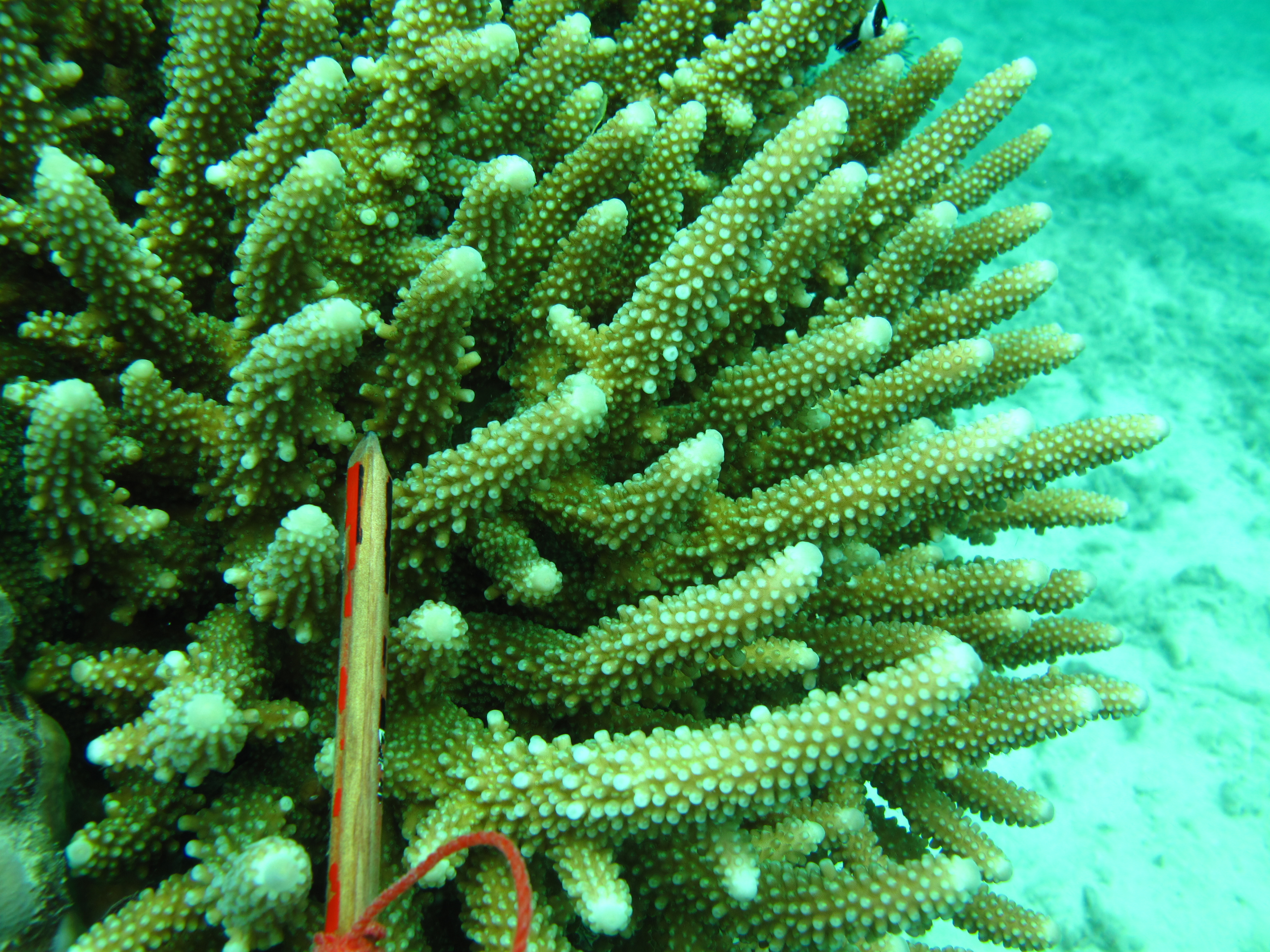 Acropora samoensis