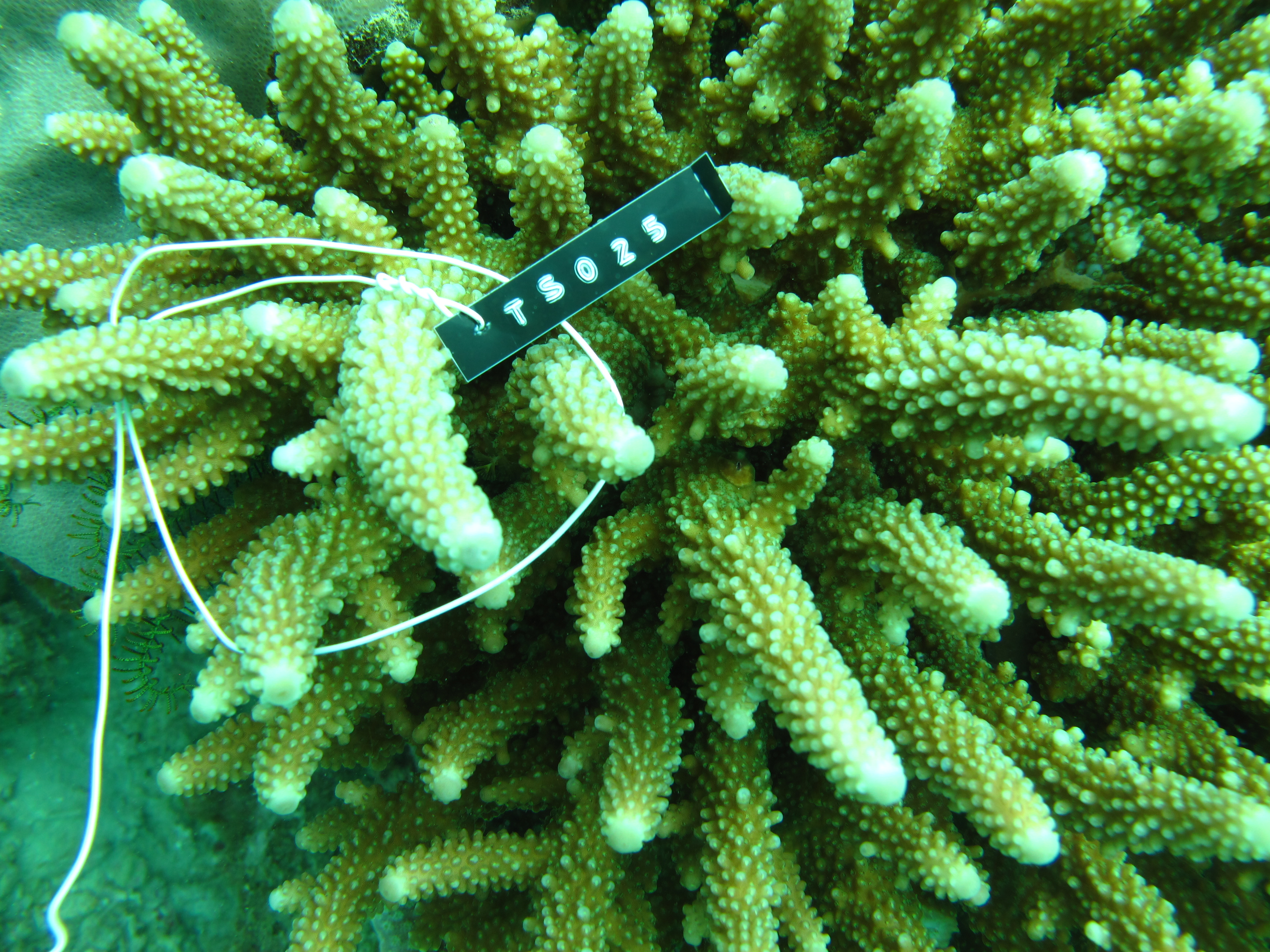 Acropora samoensis