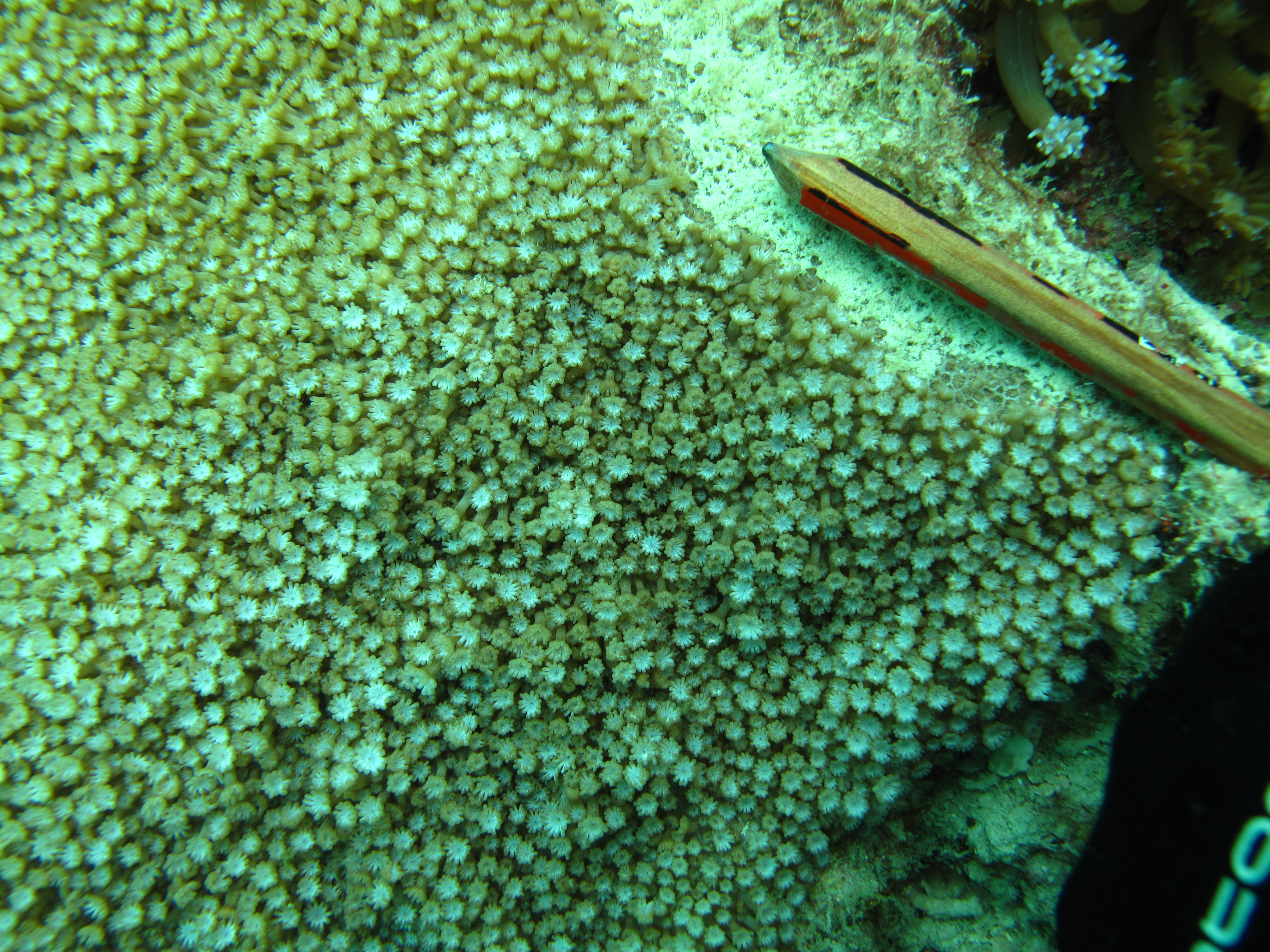Alveopora spongiosa