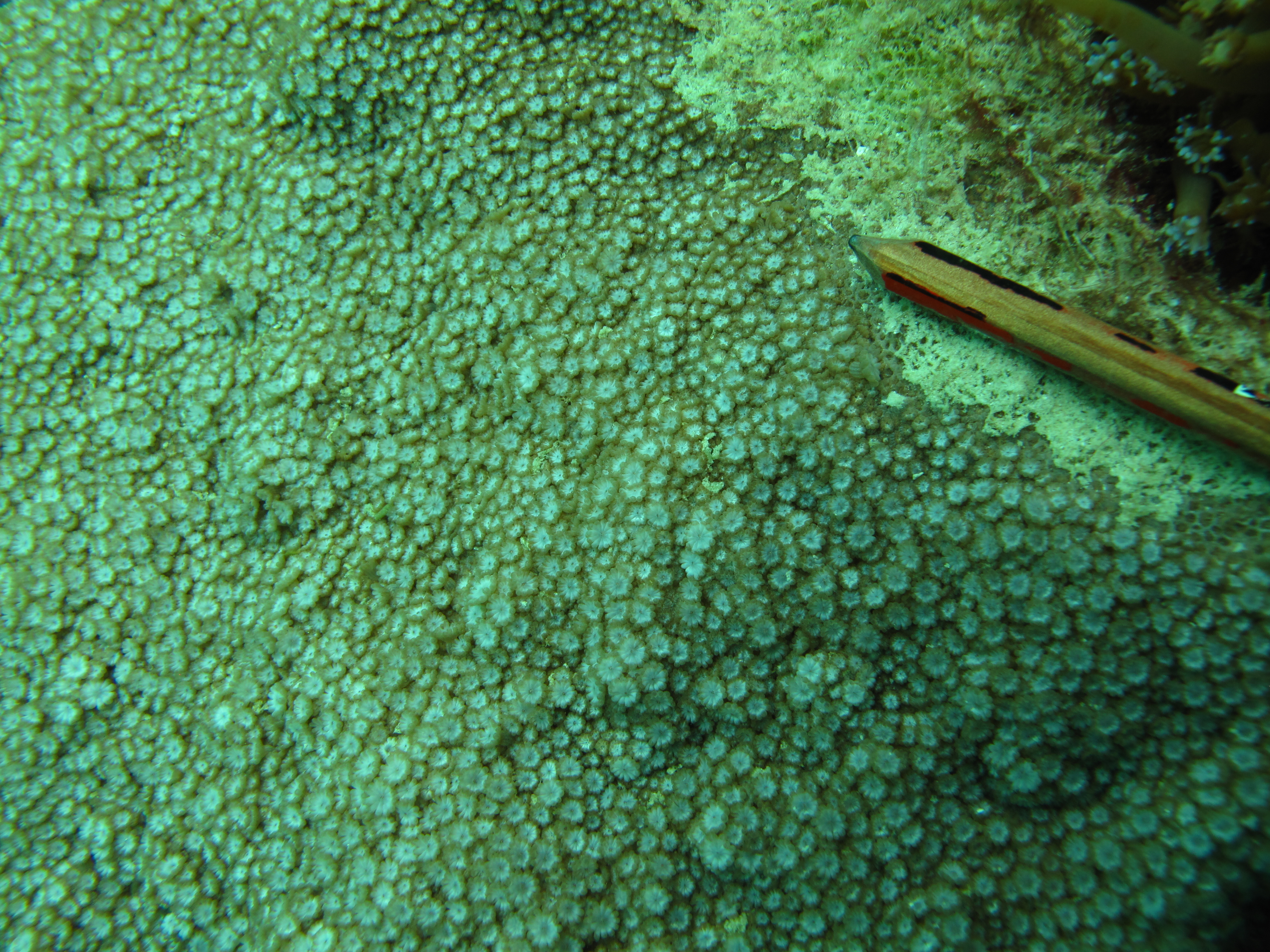 Alveopora spongiosa