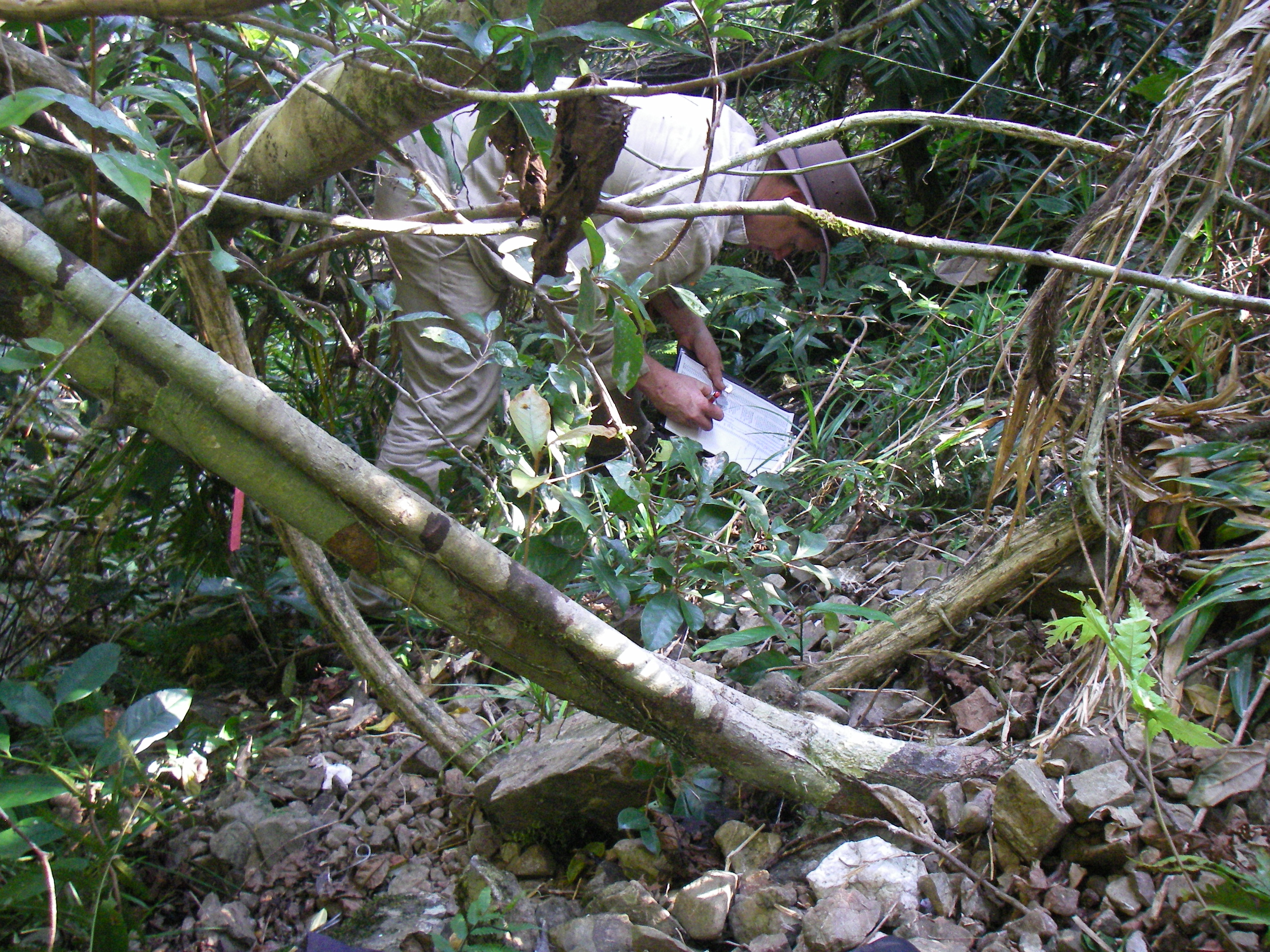 Monitoring post-cyclone weed recruitment at El Arish