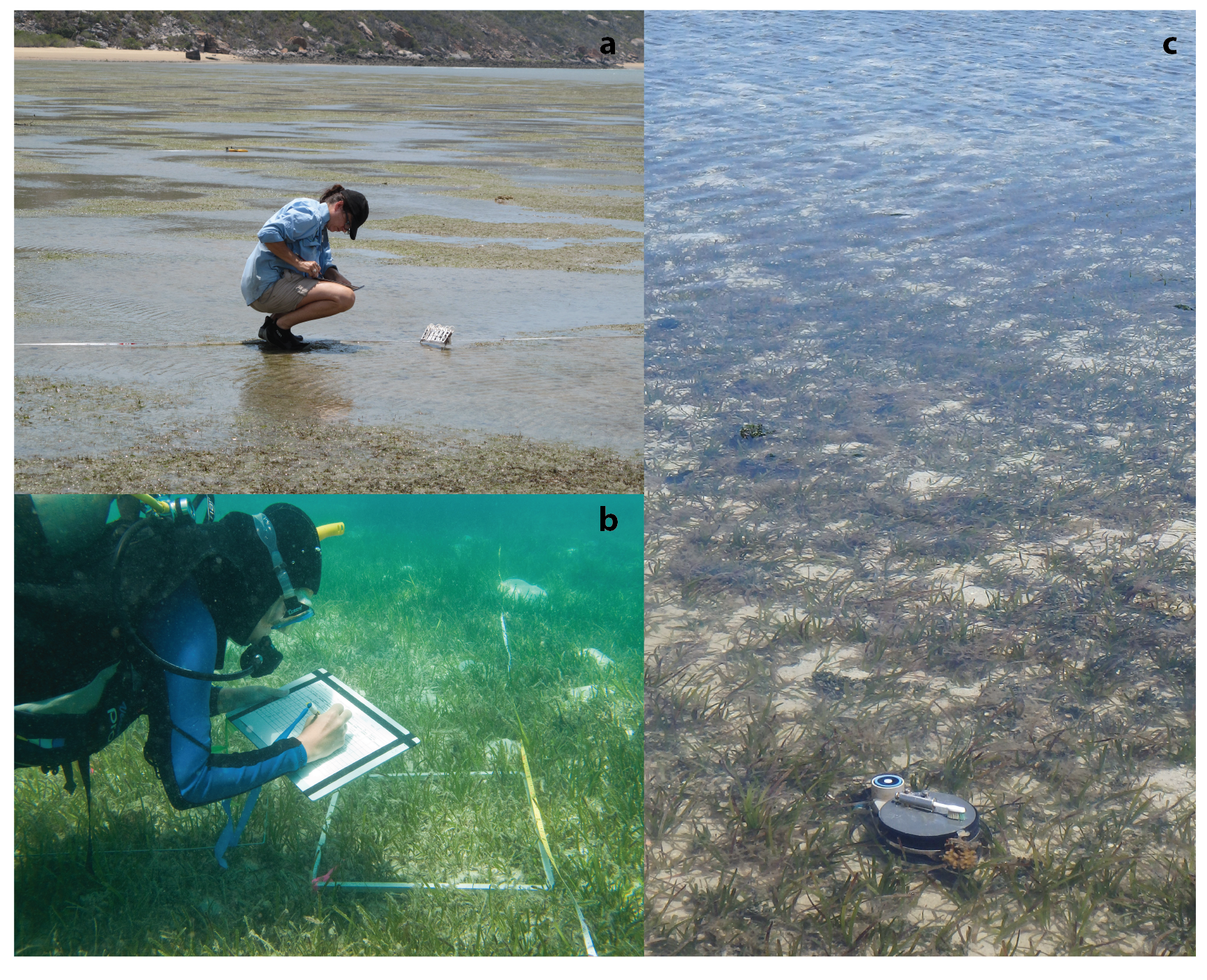 Monitoring of Seagrass Meadows of the inshore Great Barrier Reef