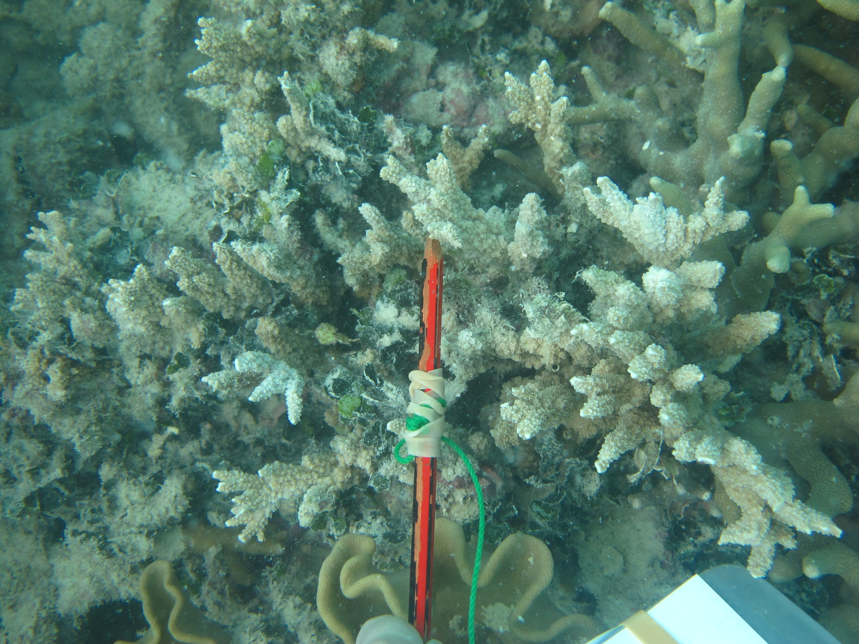 Montipora stellata