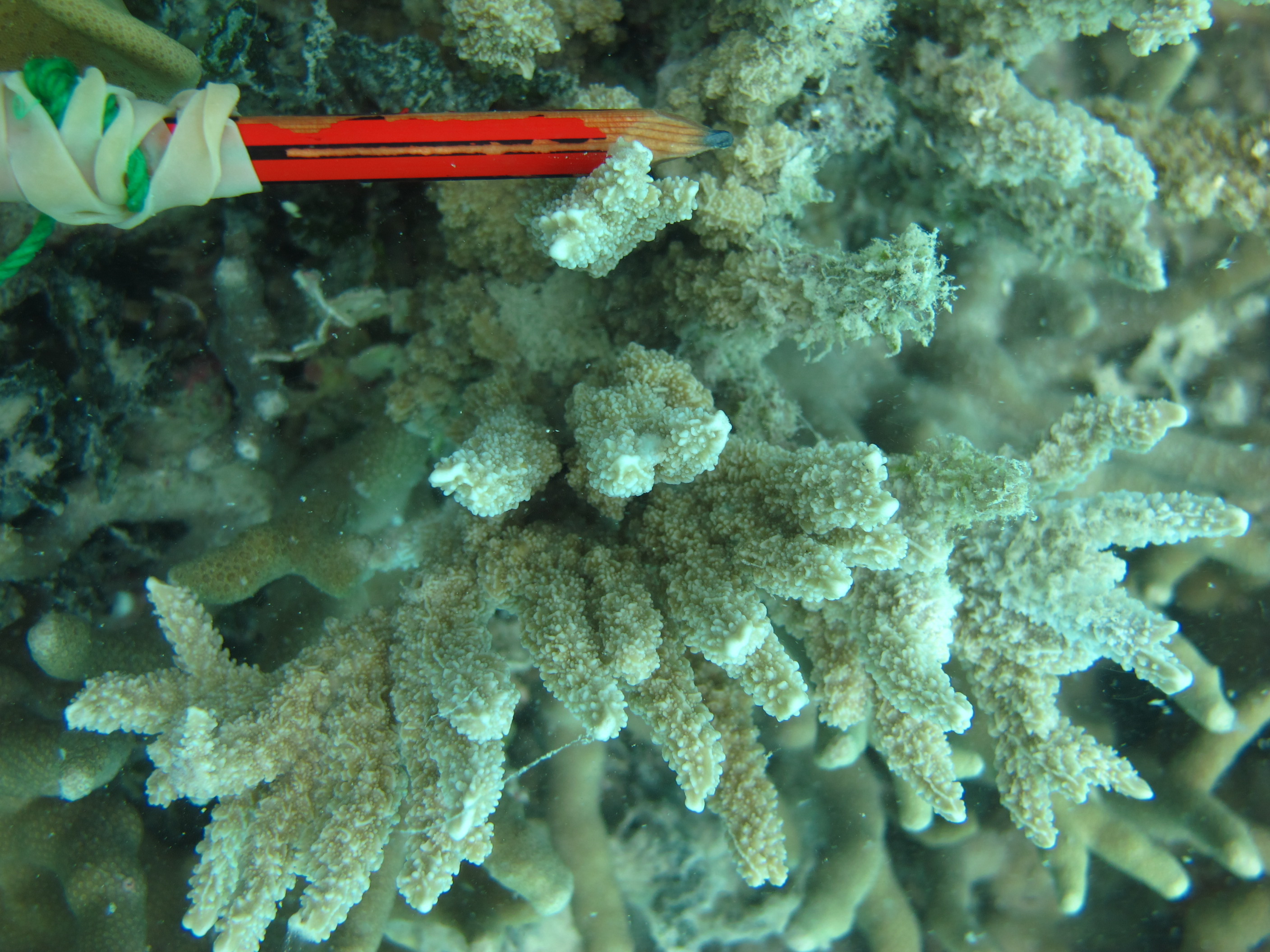 Montipora stellata
