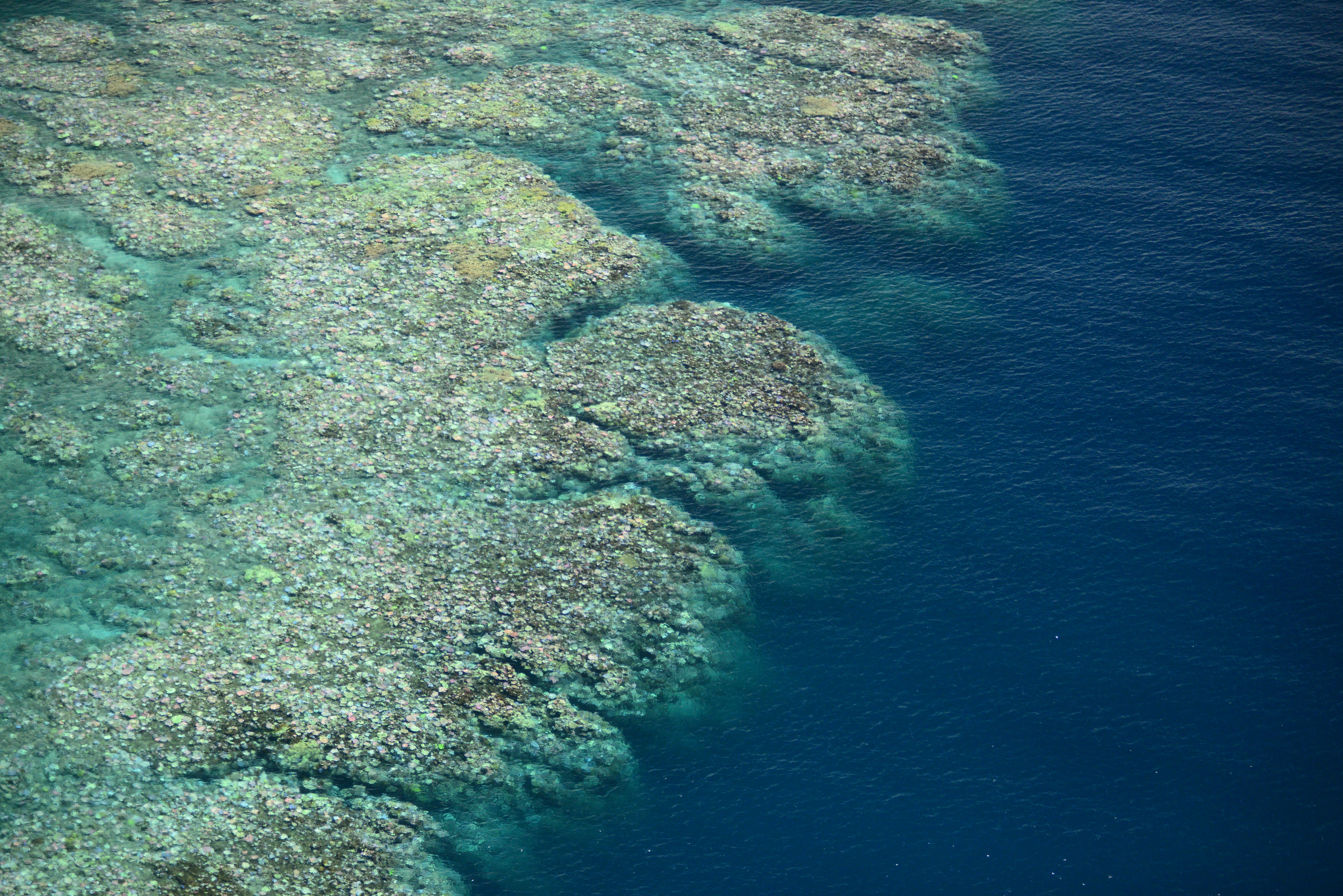 2017 coral bleaching from the air