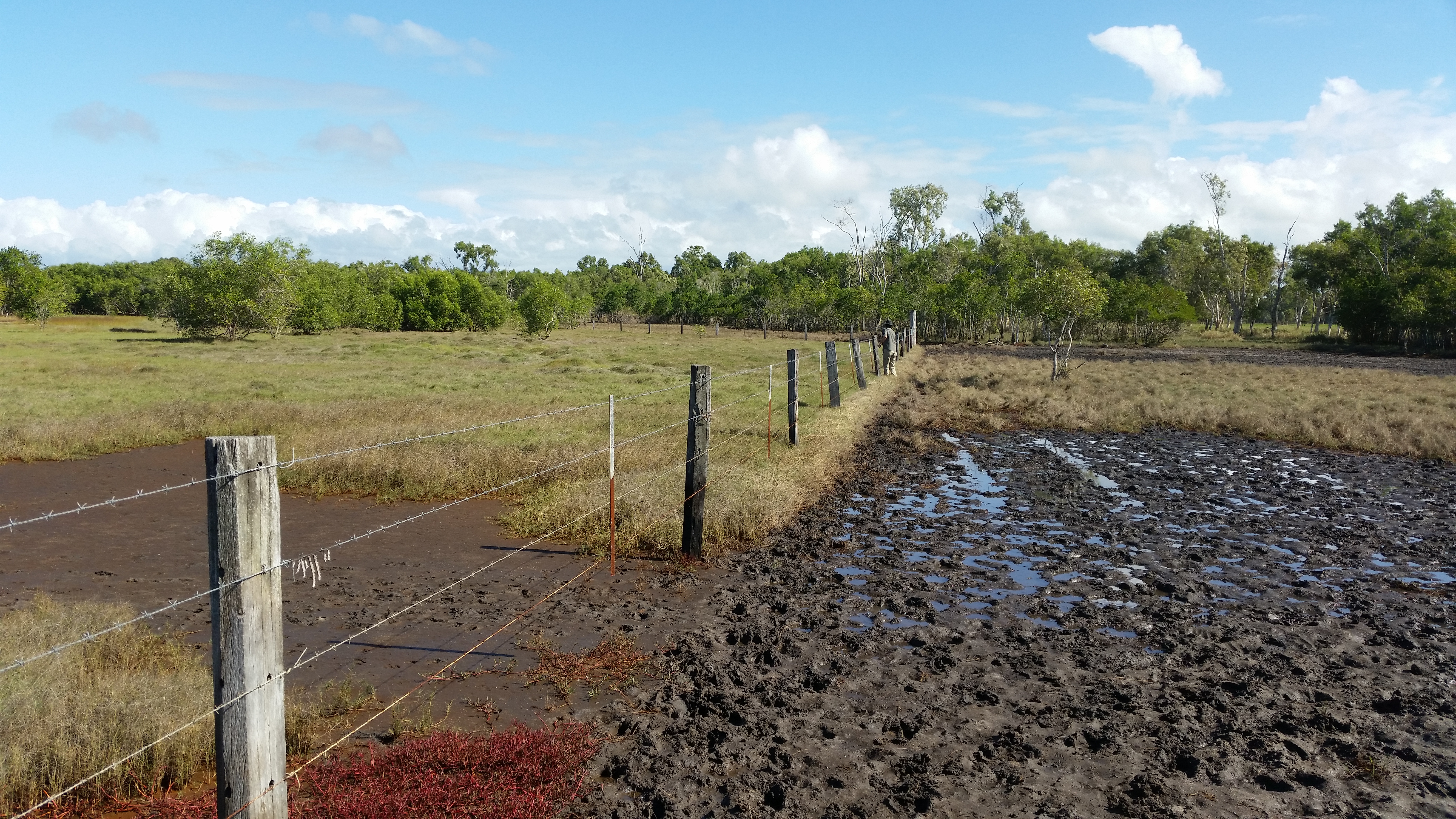Pig and cattle damage to study wetland site
