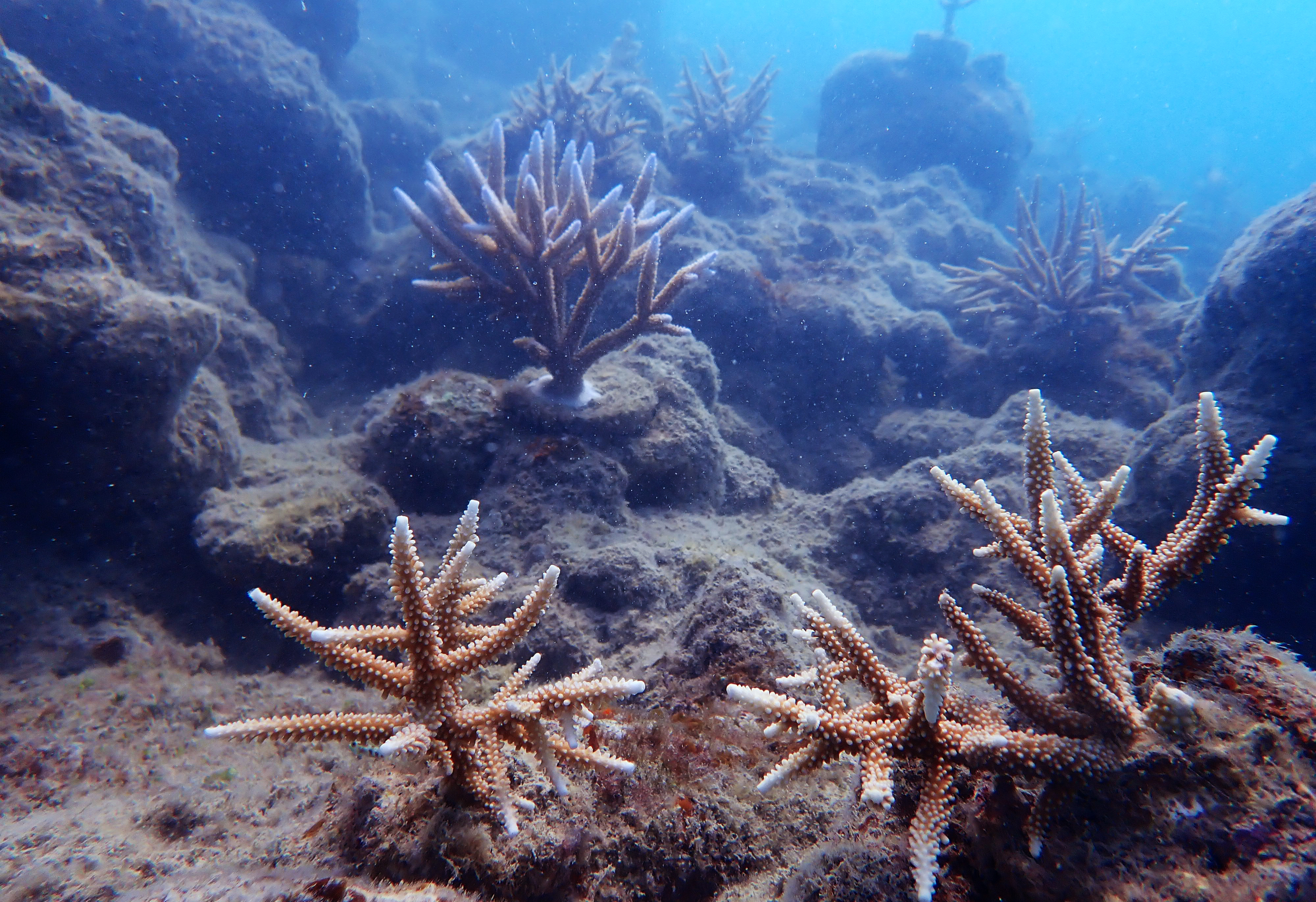 Whitsundays Reef Restoration Blue Pearl Bay