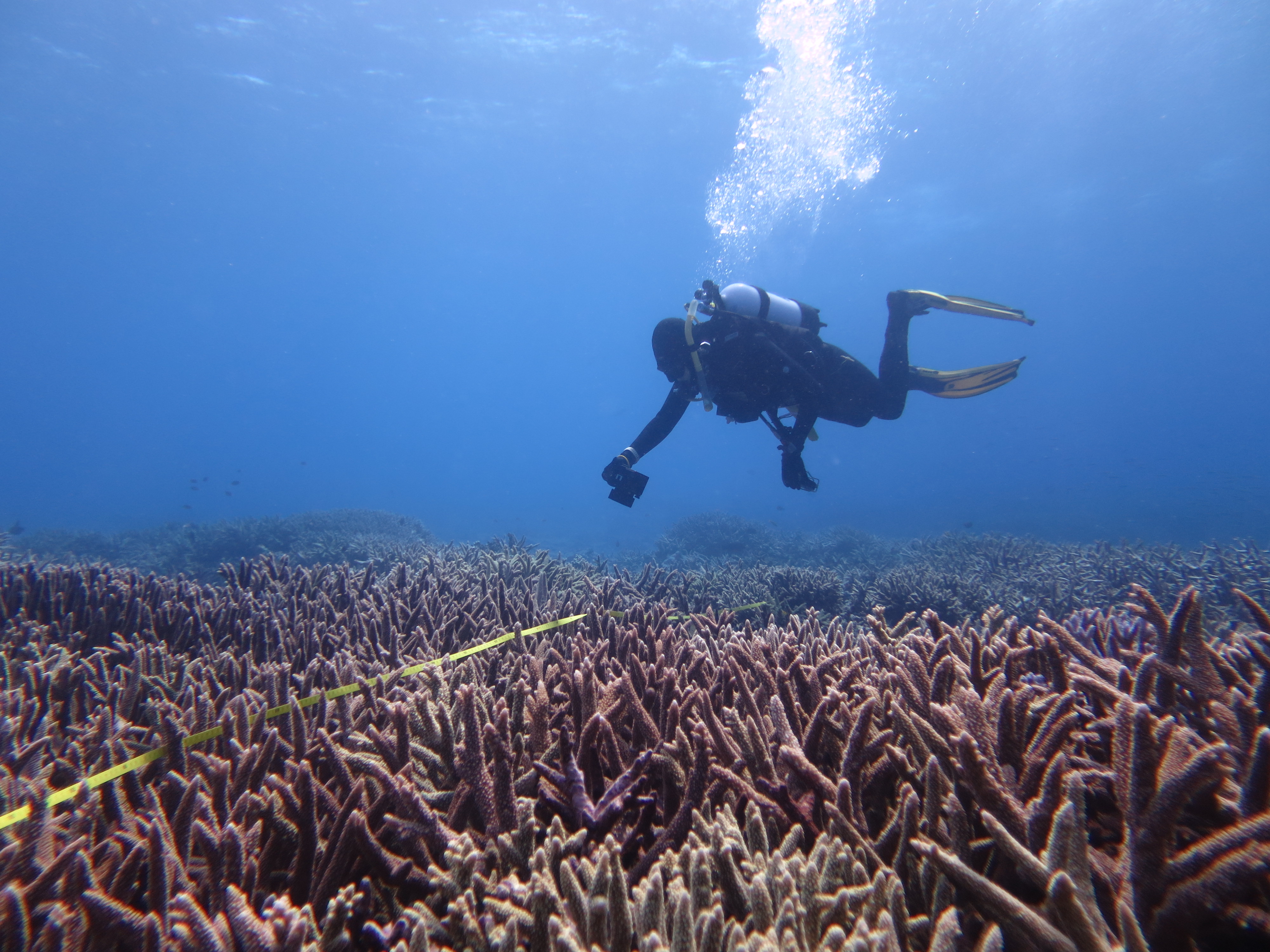 Photo transect on Fairfax reef - October 2015