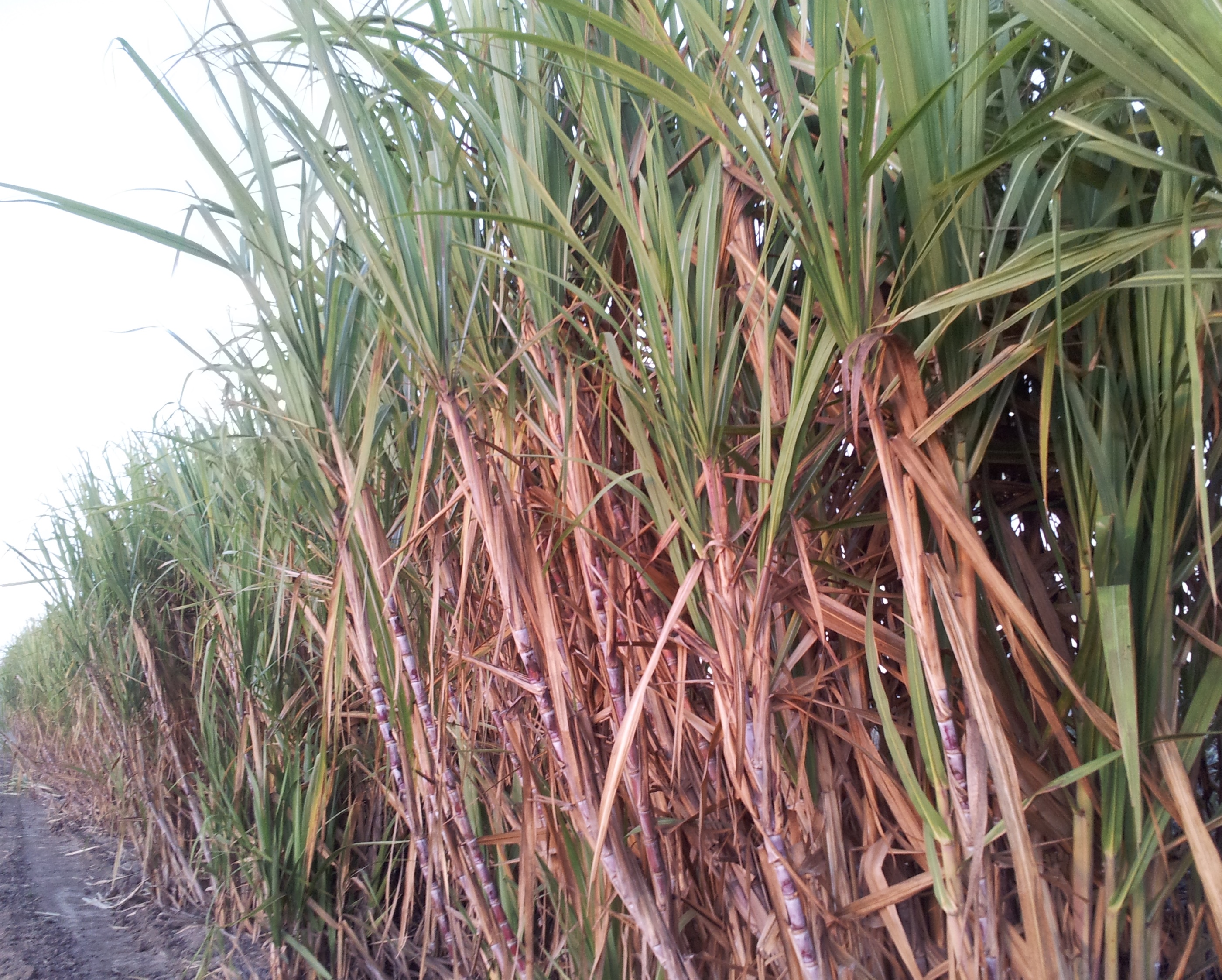 Sugarcane
