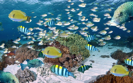 Fourth most beautiful photo as rated by 1500 participants in project 3.2.4. This photo has been photoshopped to include many more fish