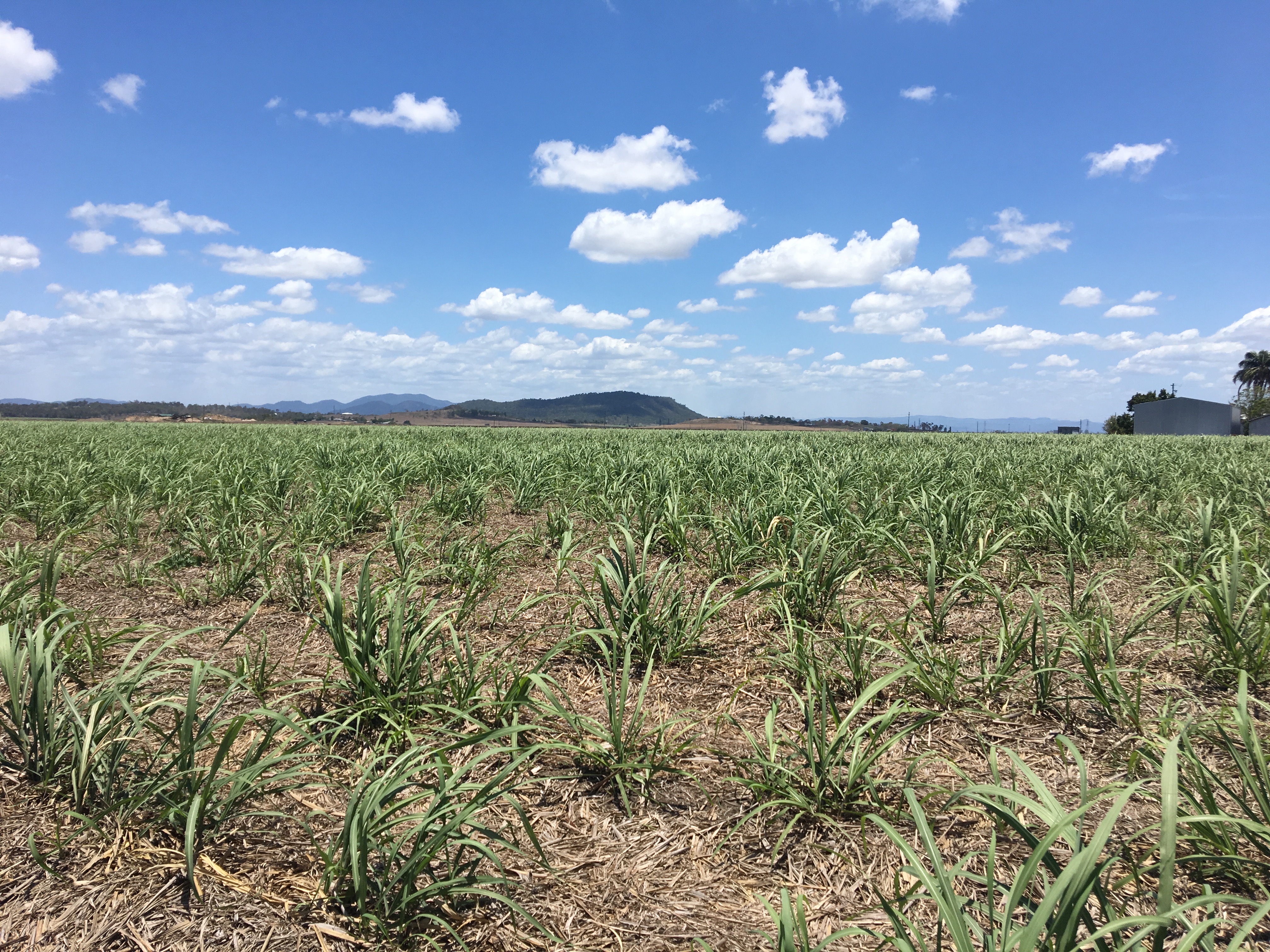 New sugarcane crops