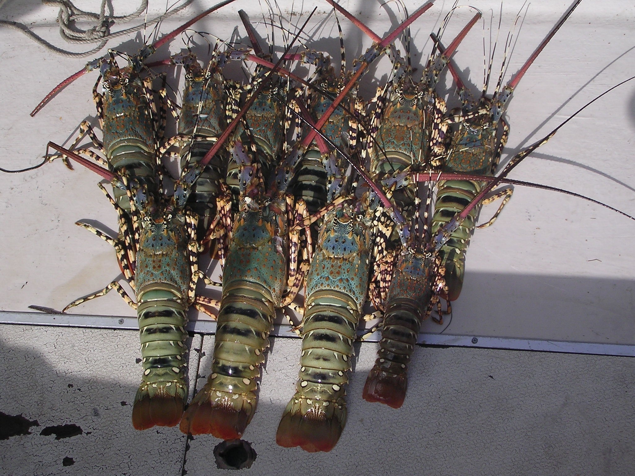 Ornate rock lobster