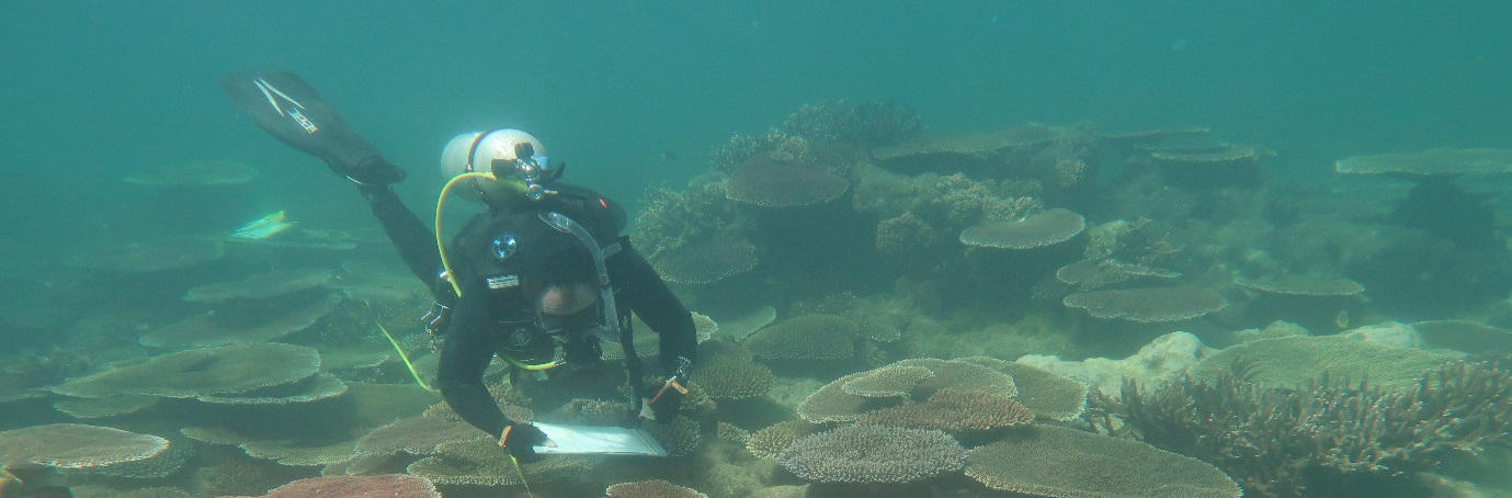 Orpheus Island surveying