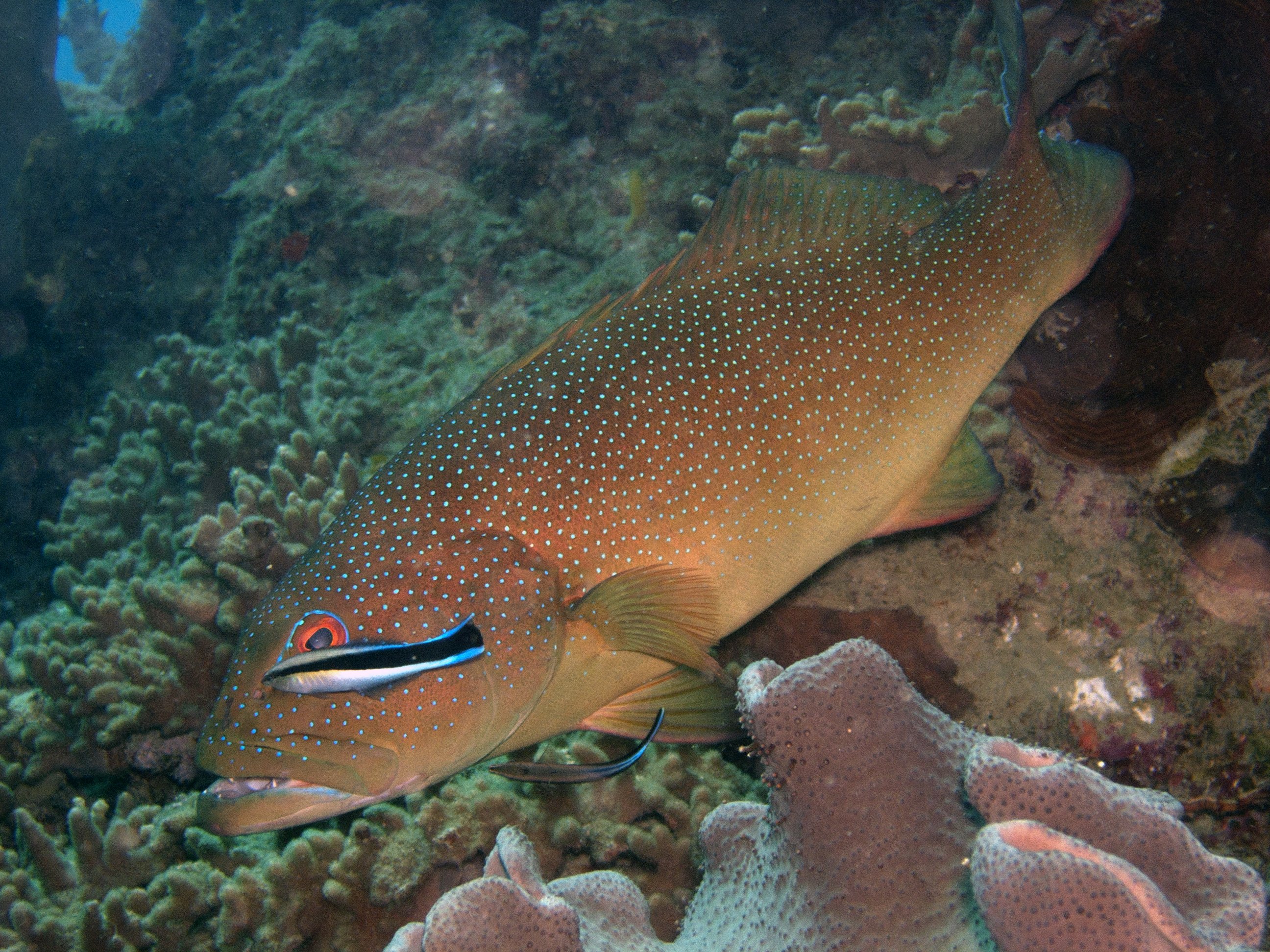 Coral trout being cleaned of parasites by cleaner wrasse, Whitsunday