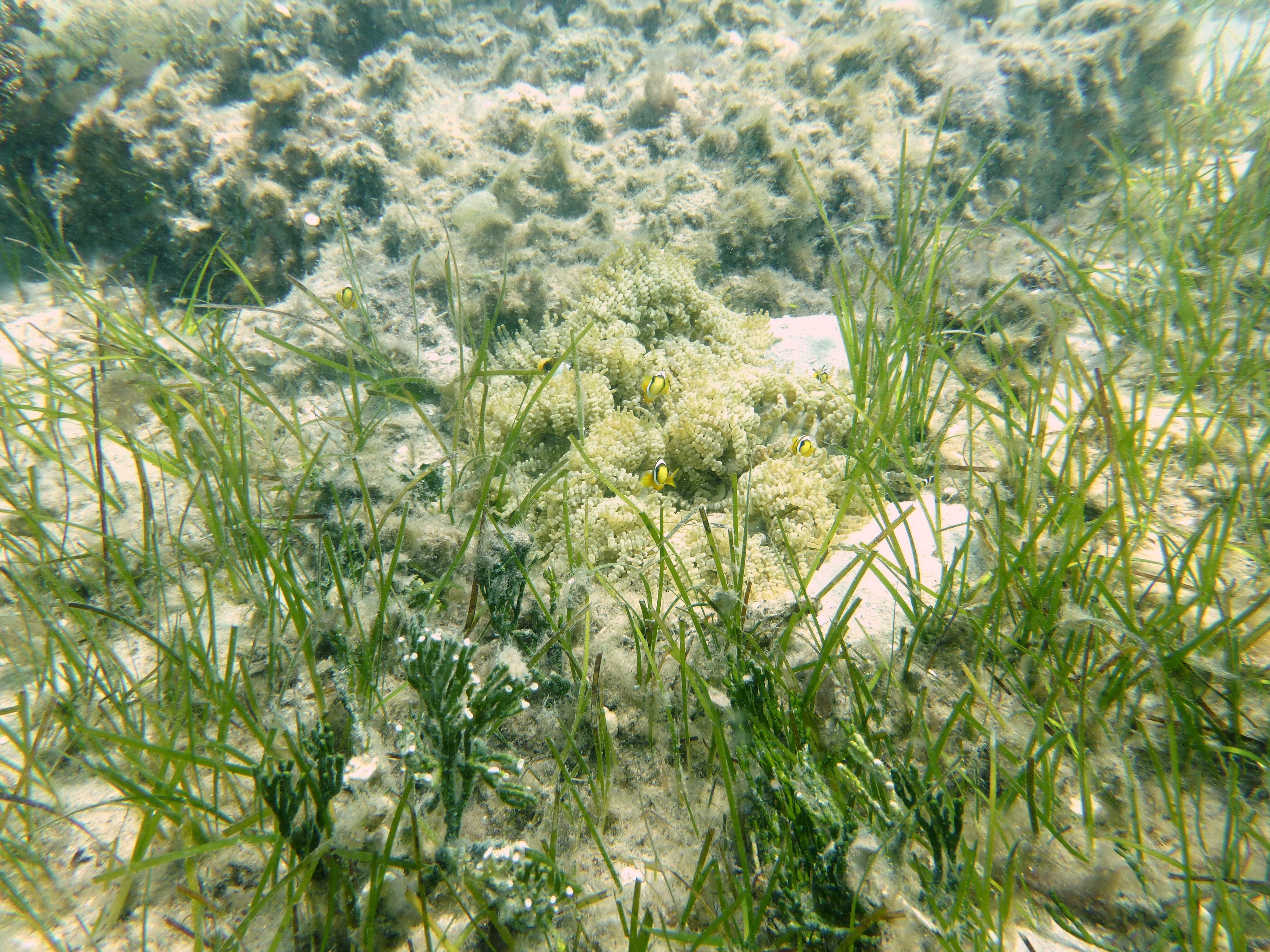 Subtidal seagrass with anemone