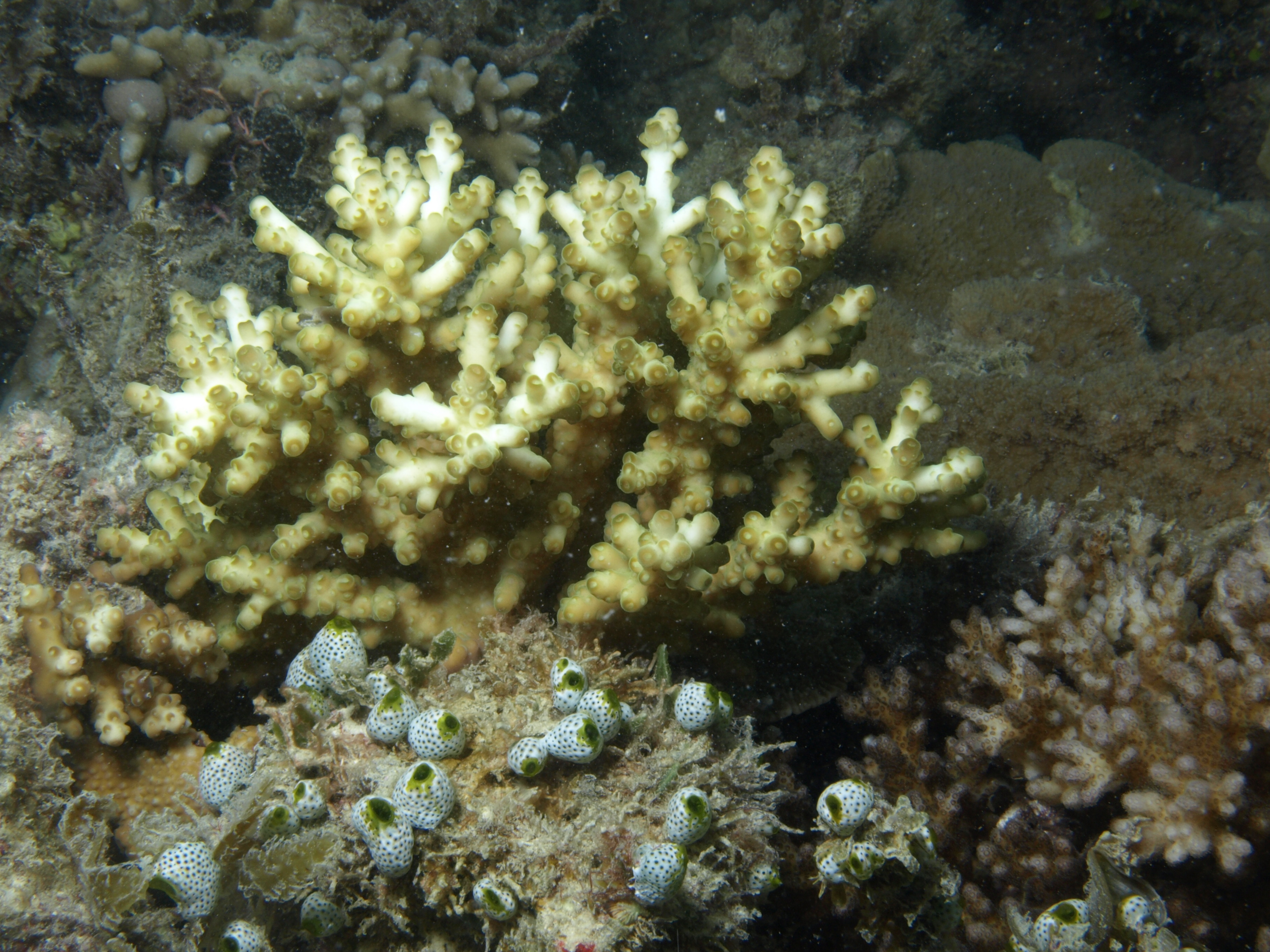 Acropora loripes