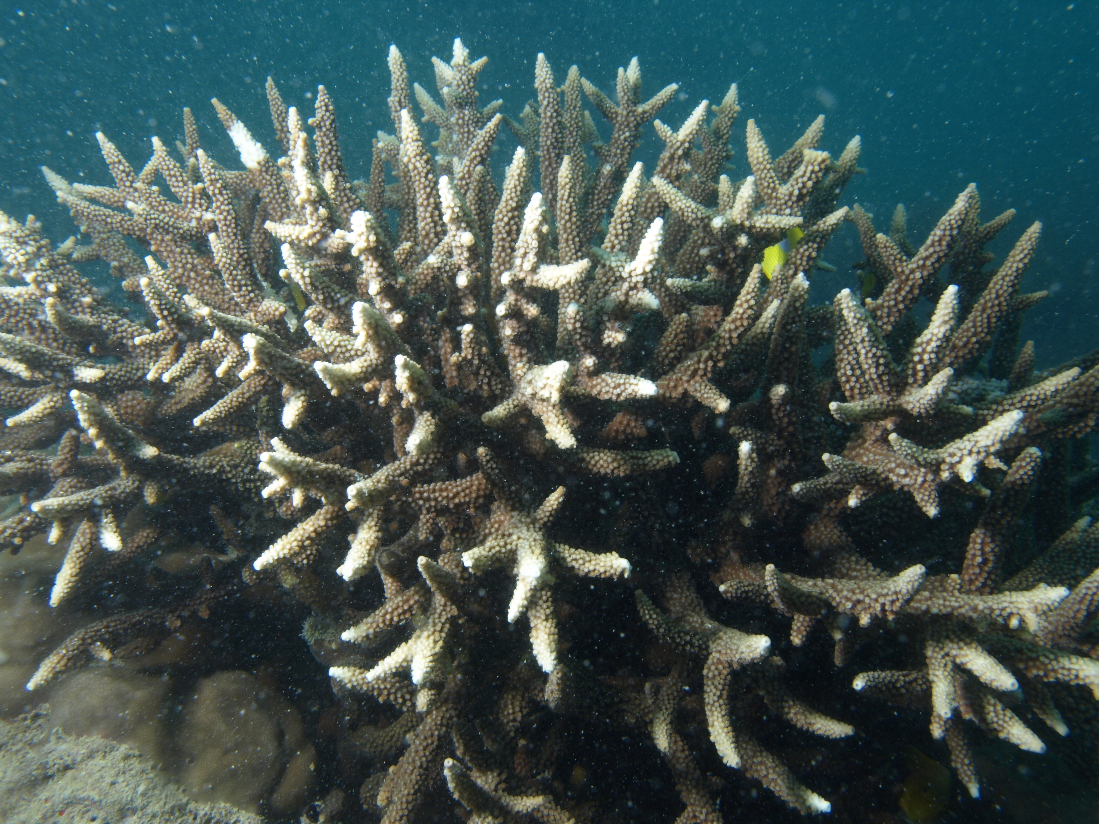 Acropora vaughani
