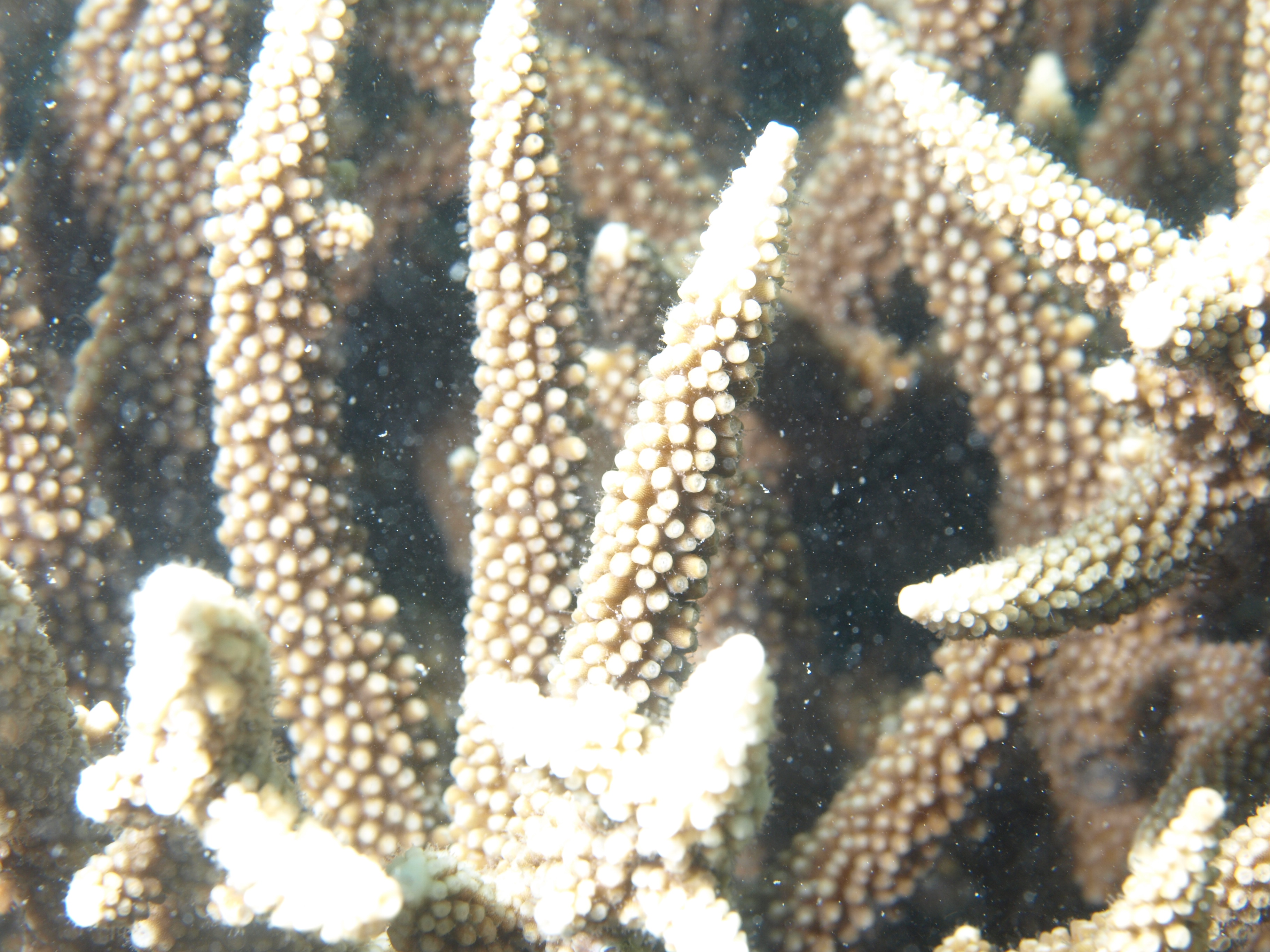 Acropora vaughani