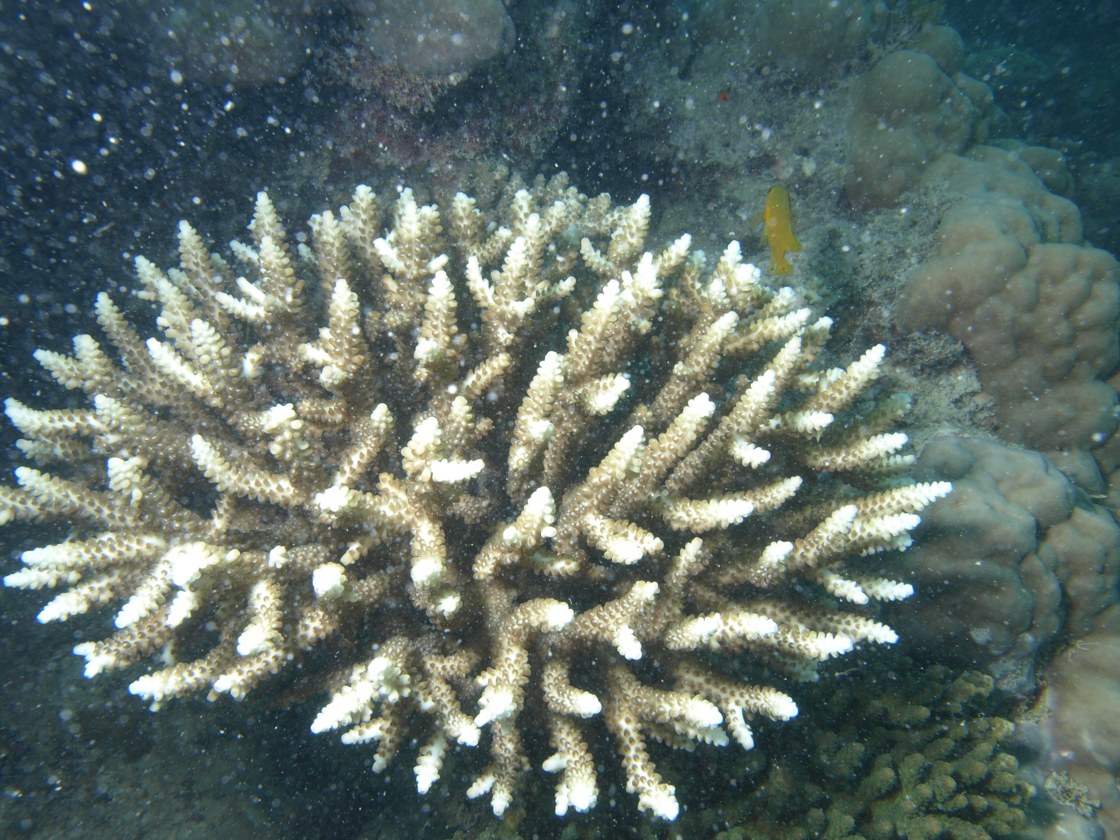 Acropora divaricata