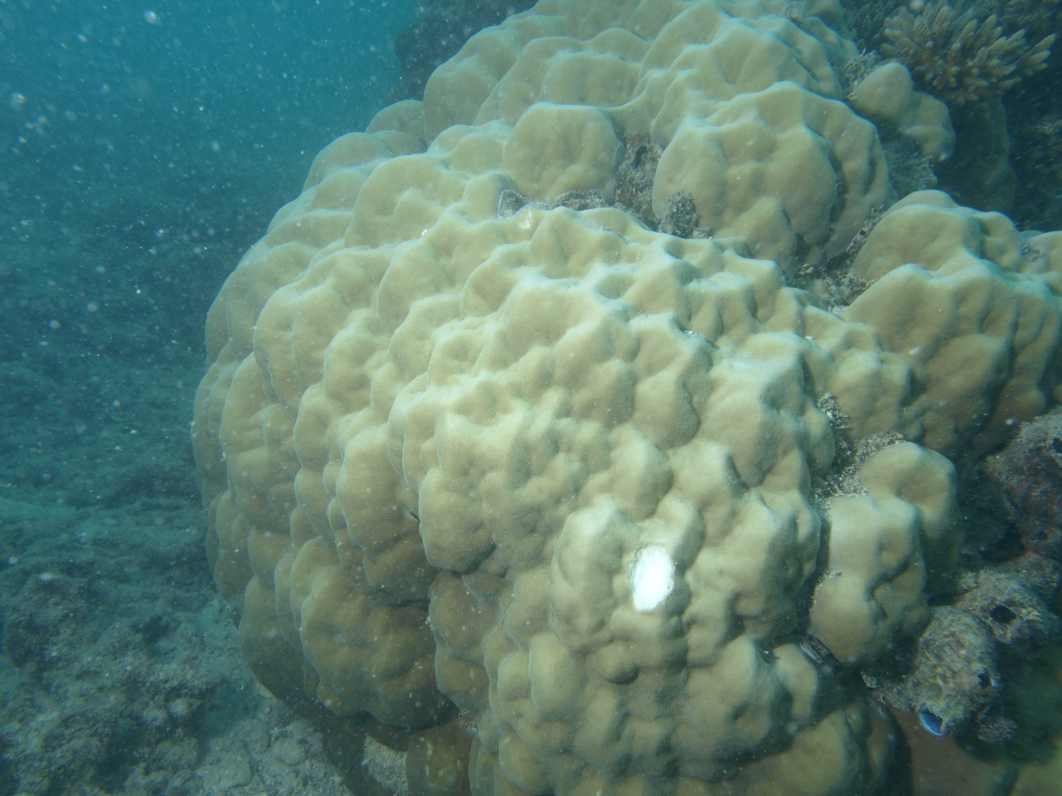 Porites lutea
