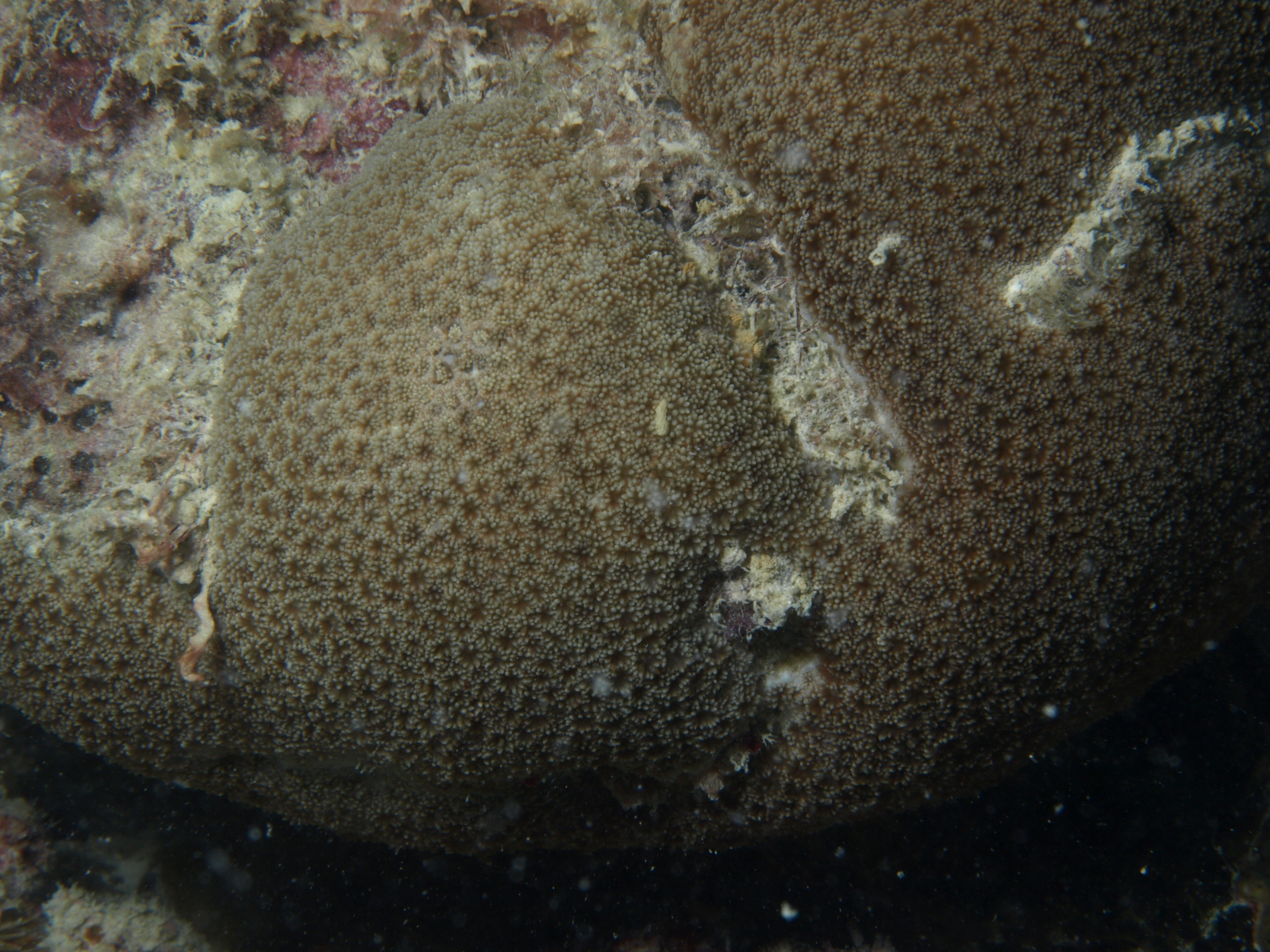 Goniopora eclipsensis