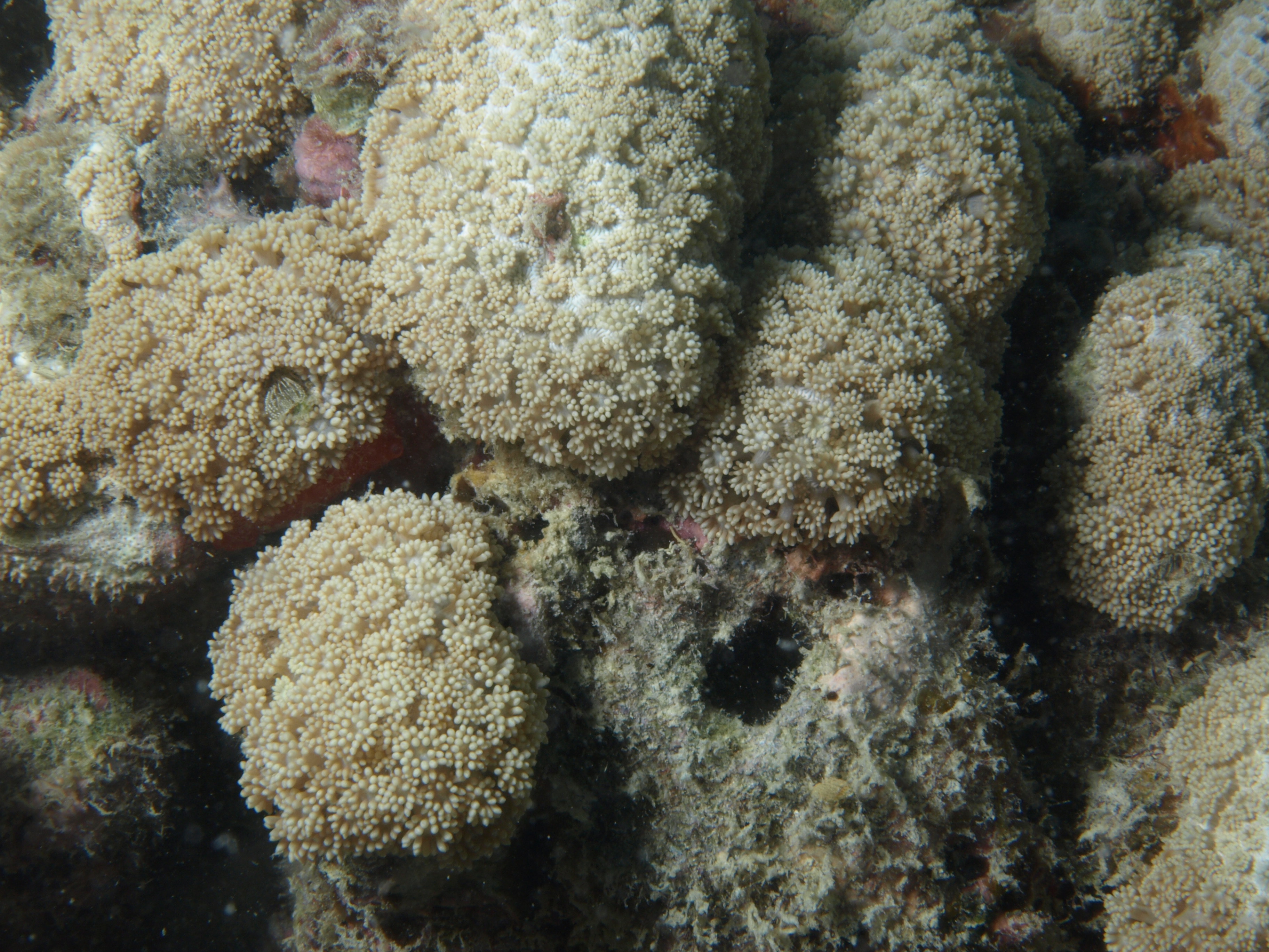 Goniopora minor