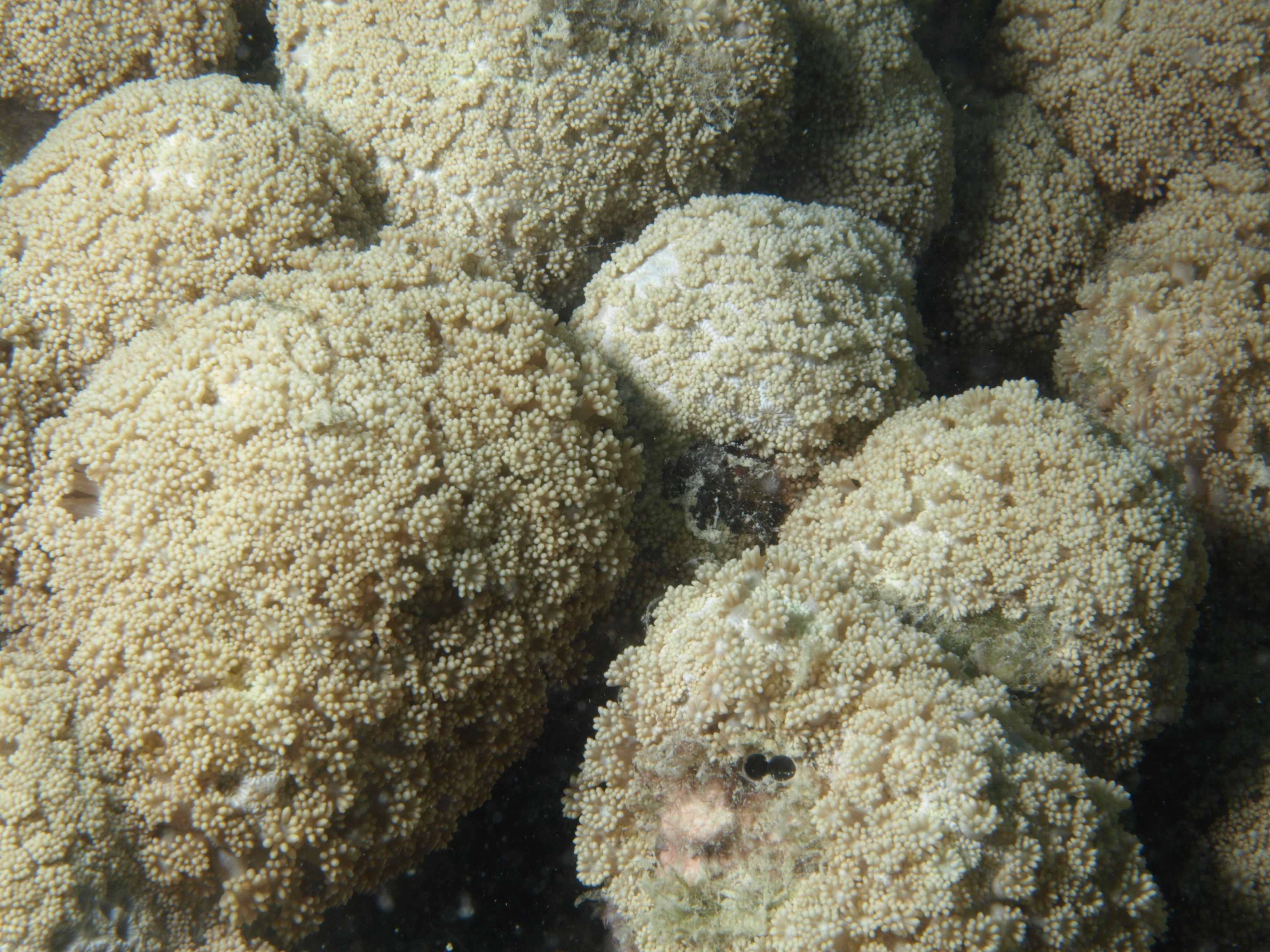 Goniopora minor