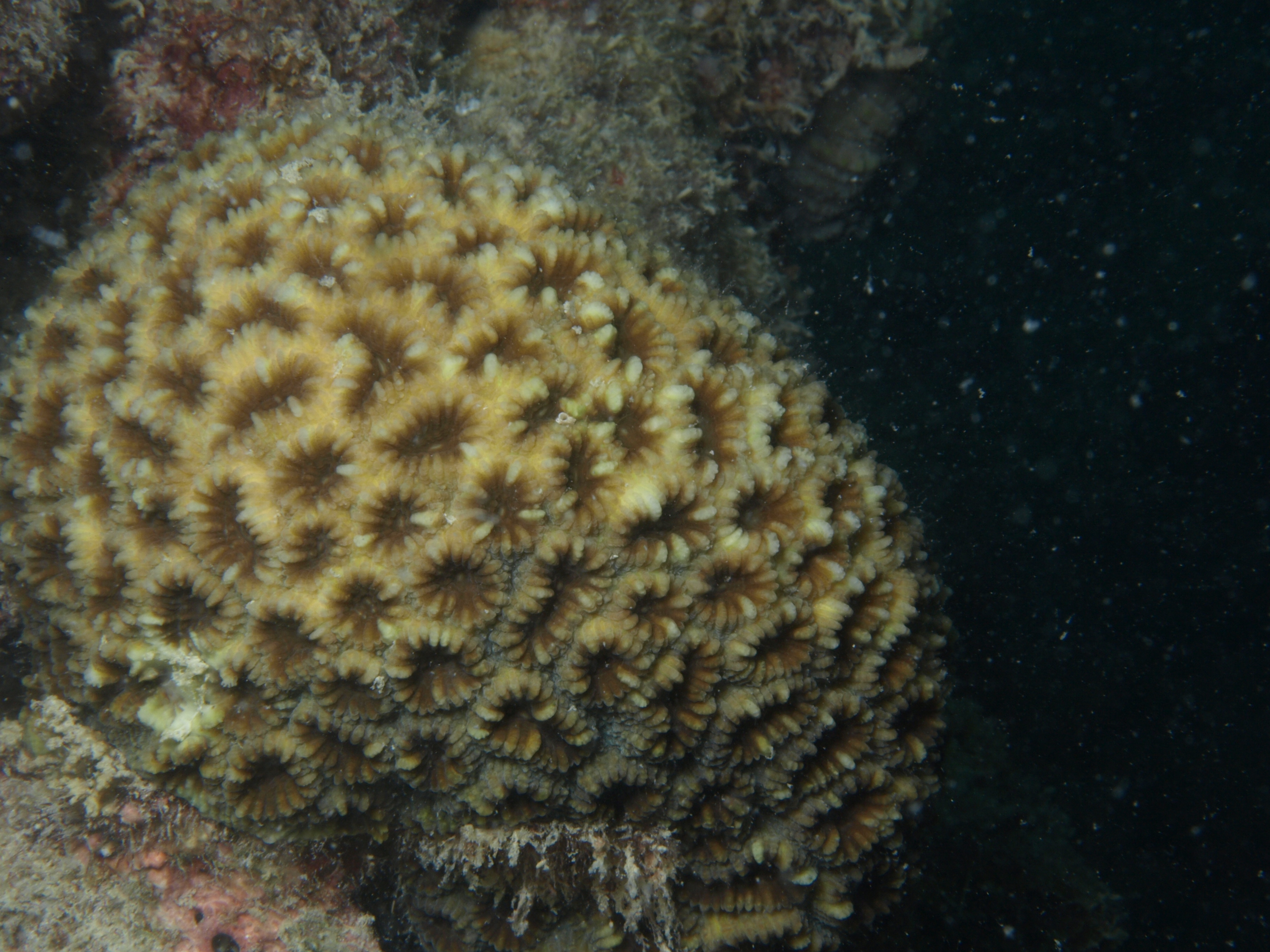 Favia pallida
