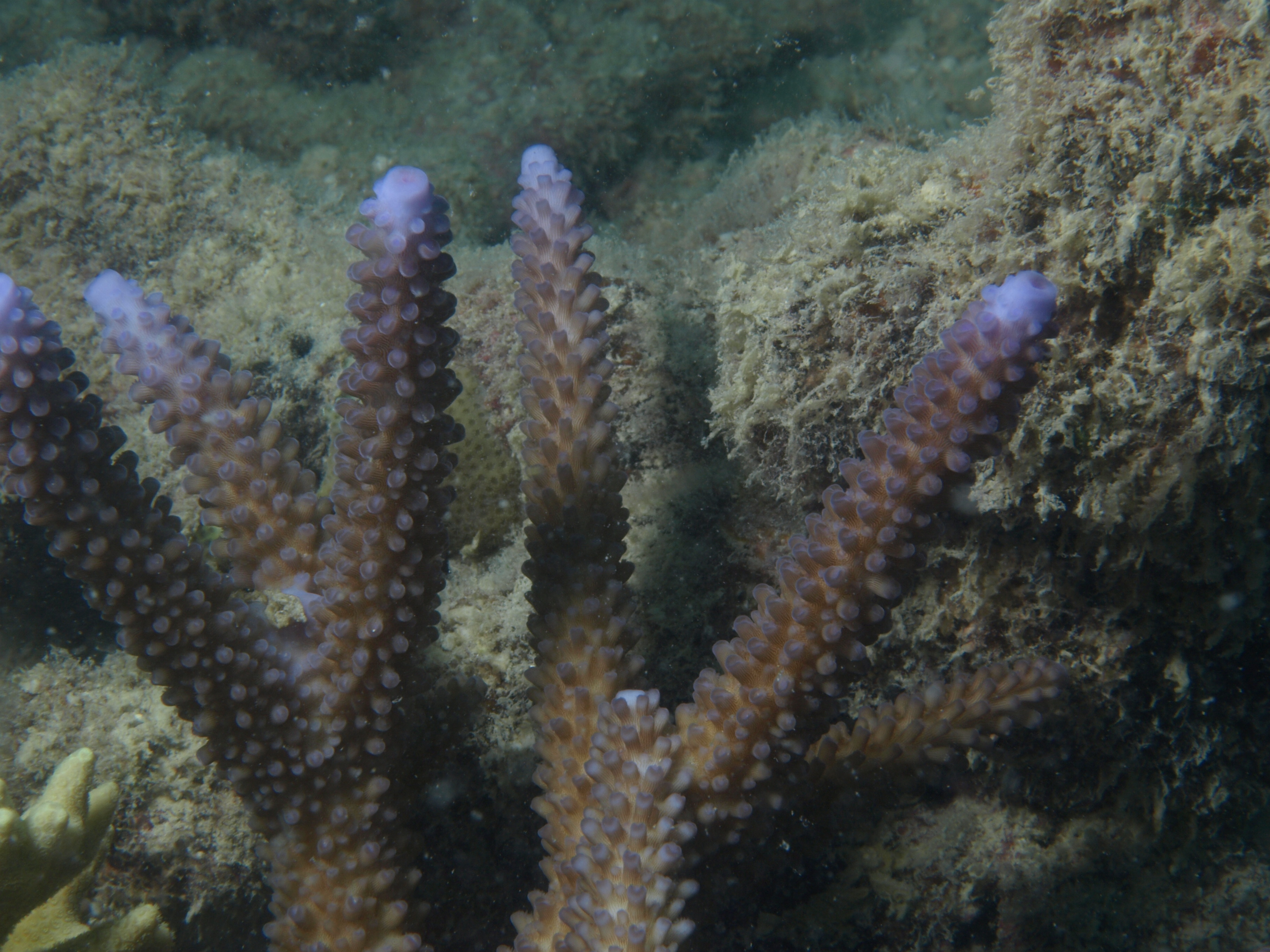 Acropora grandis
