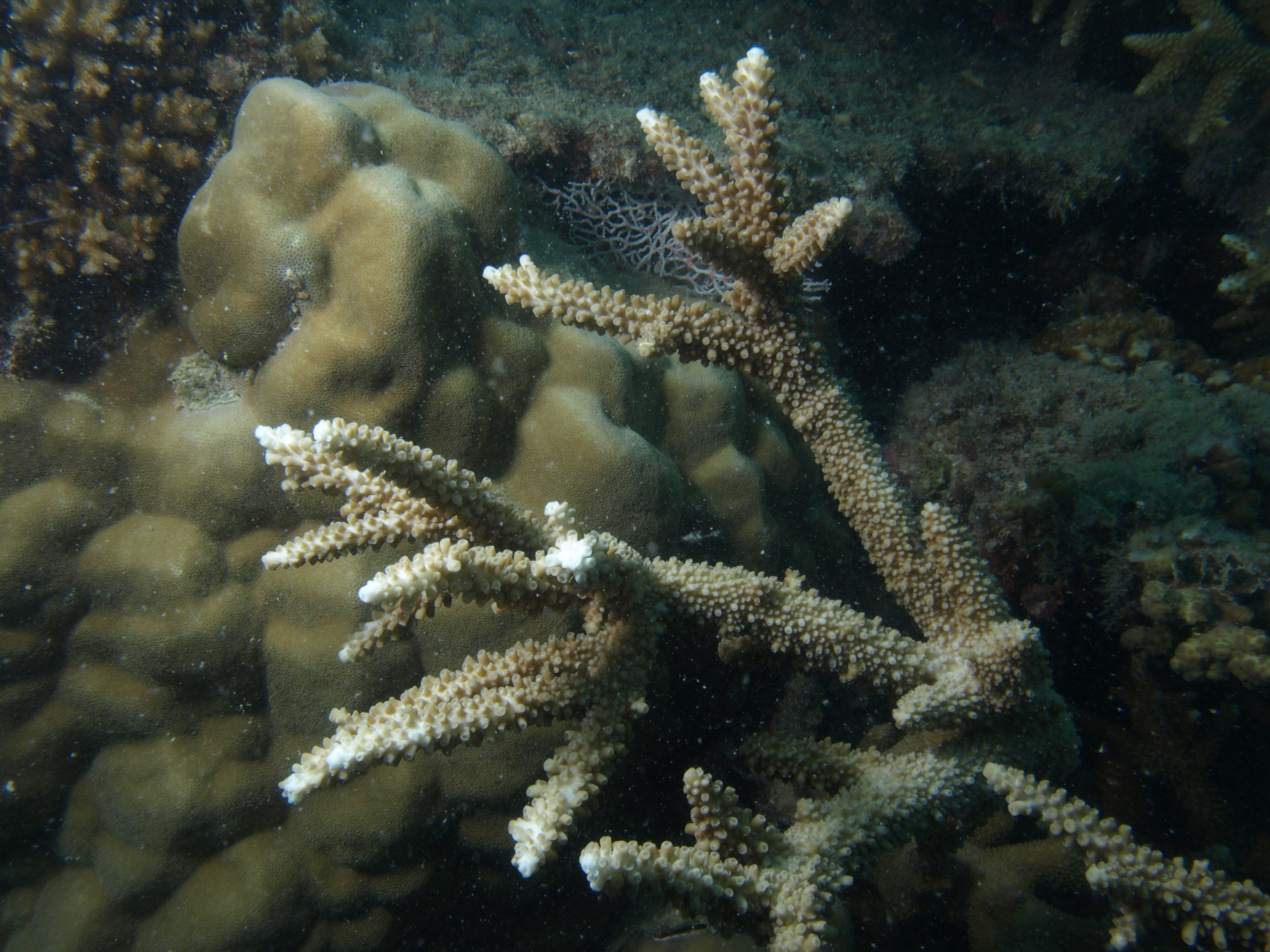Acropora grandis