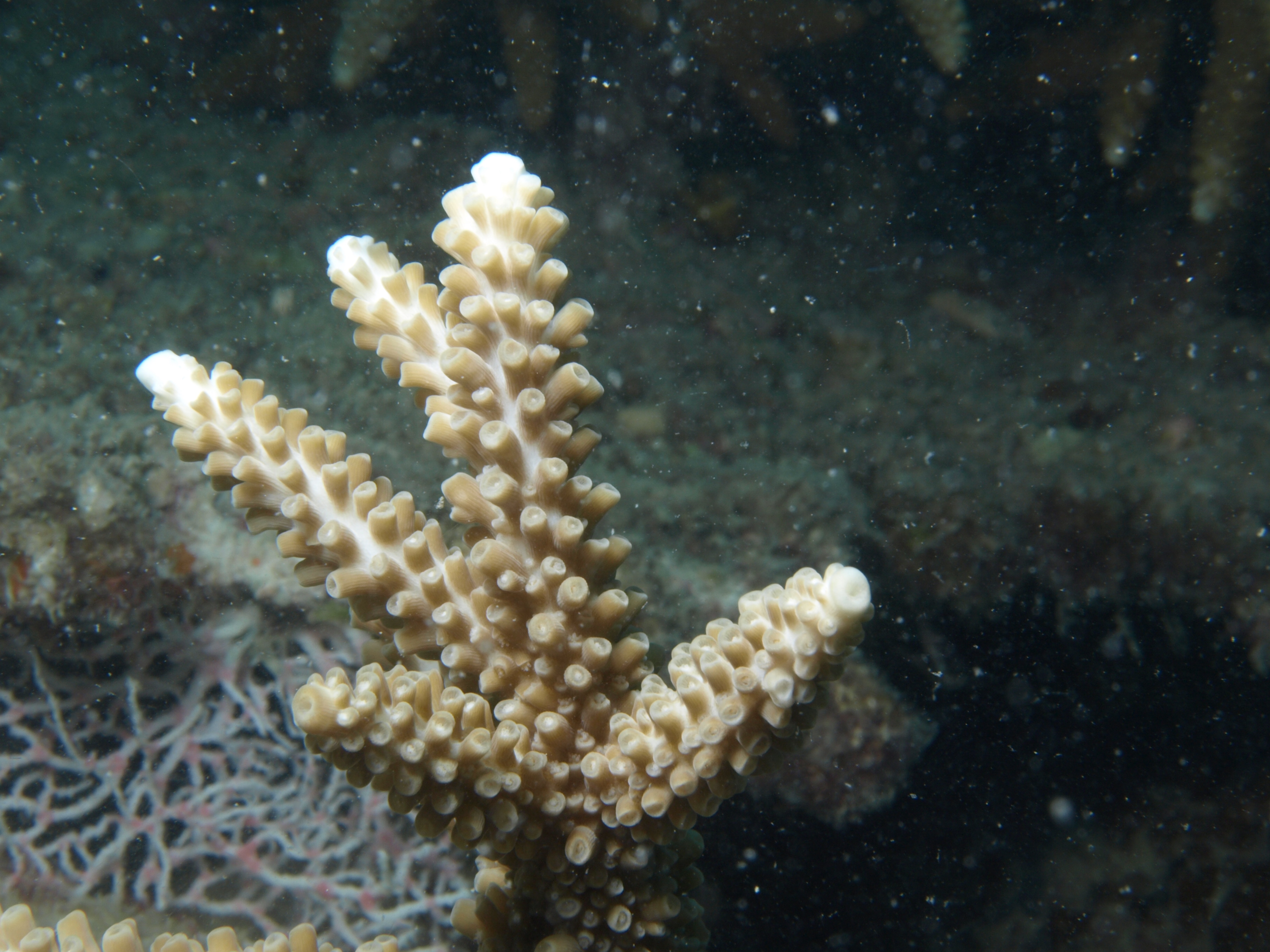 Acropora grandis