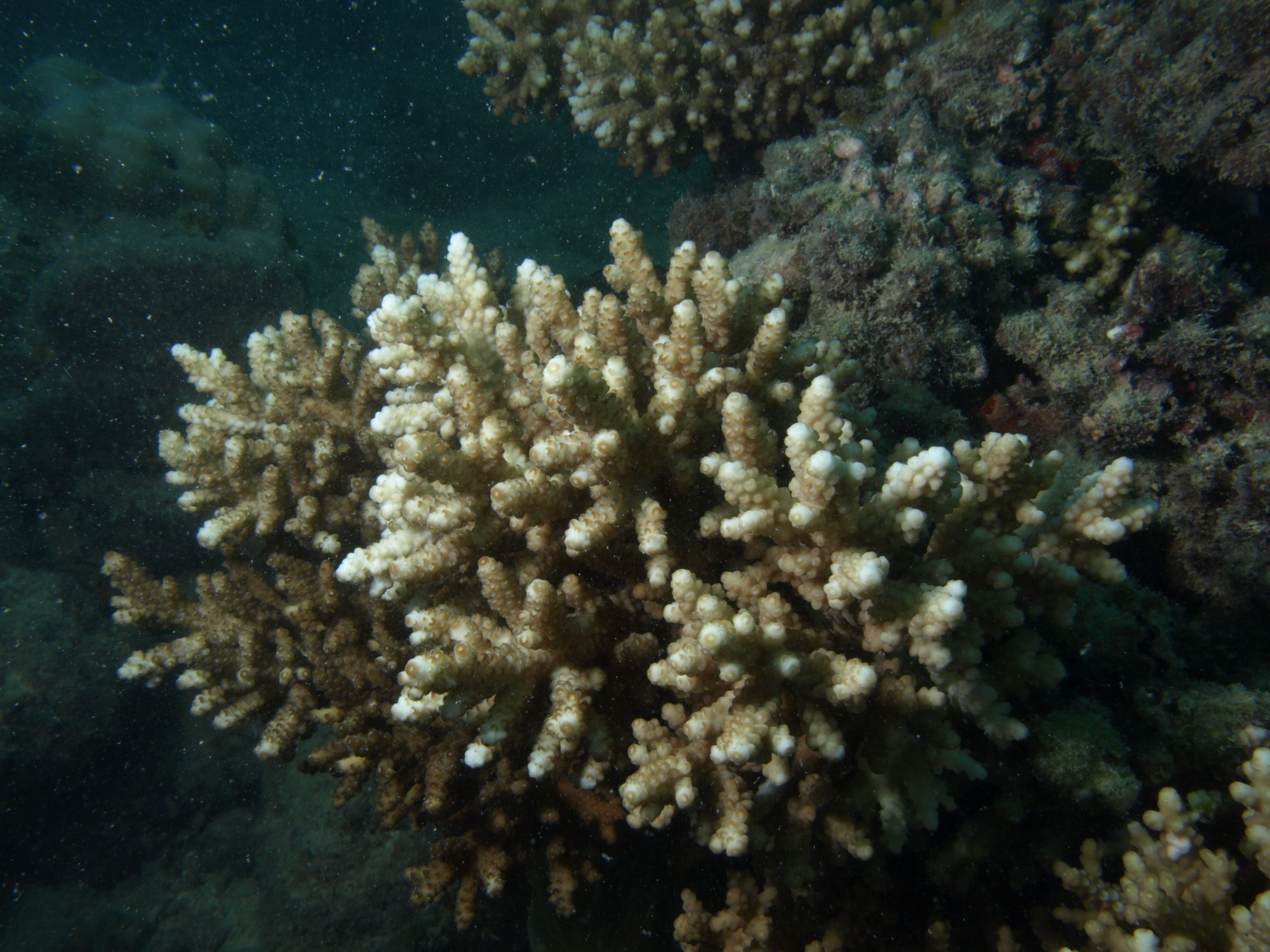 Acropora verweyi