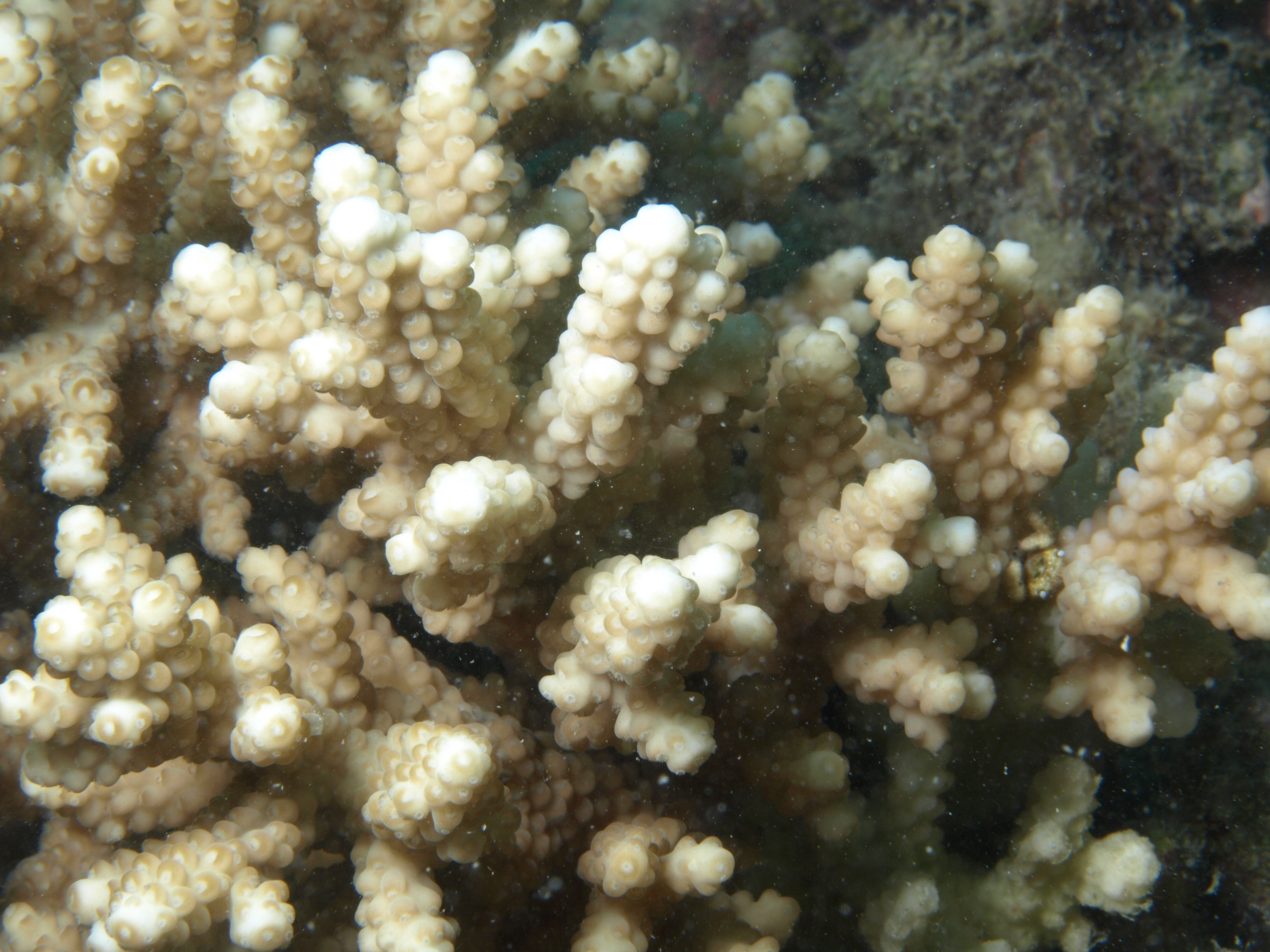 Acropora verweyi
