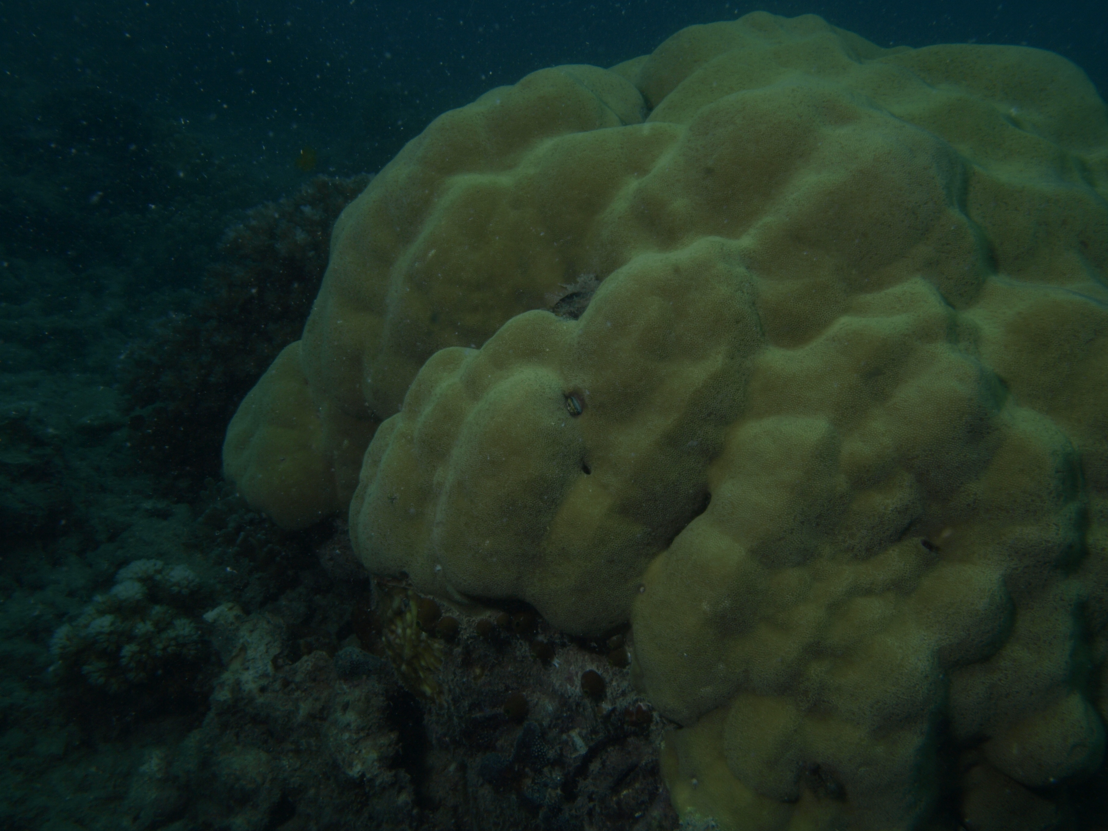 Porites mayeri