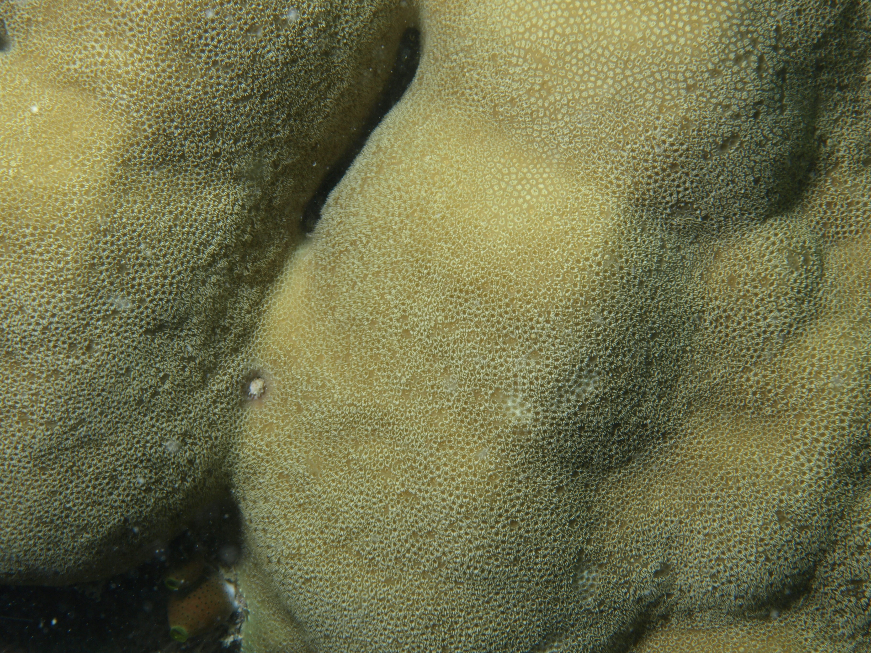 Porites mayeri