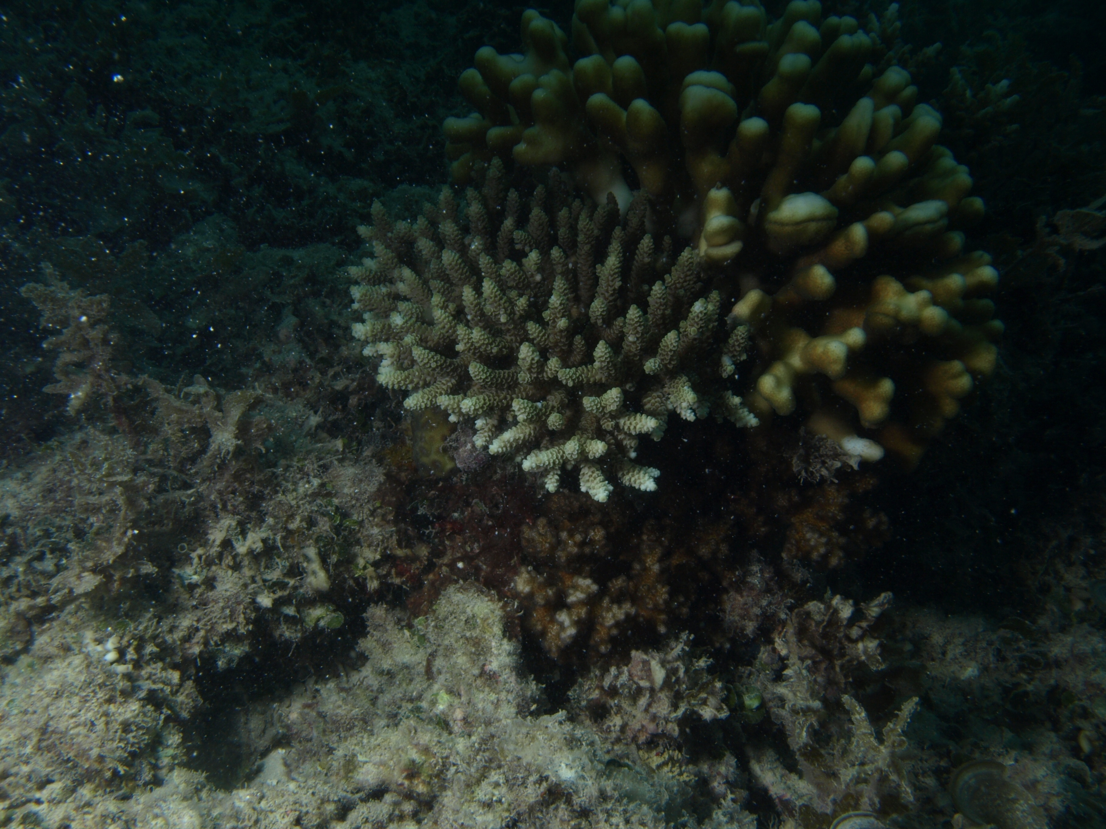 Acropora selago