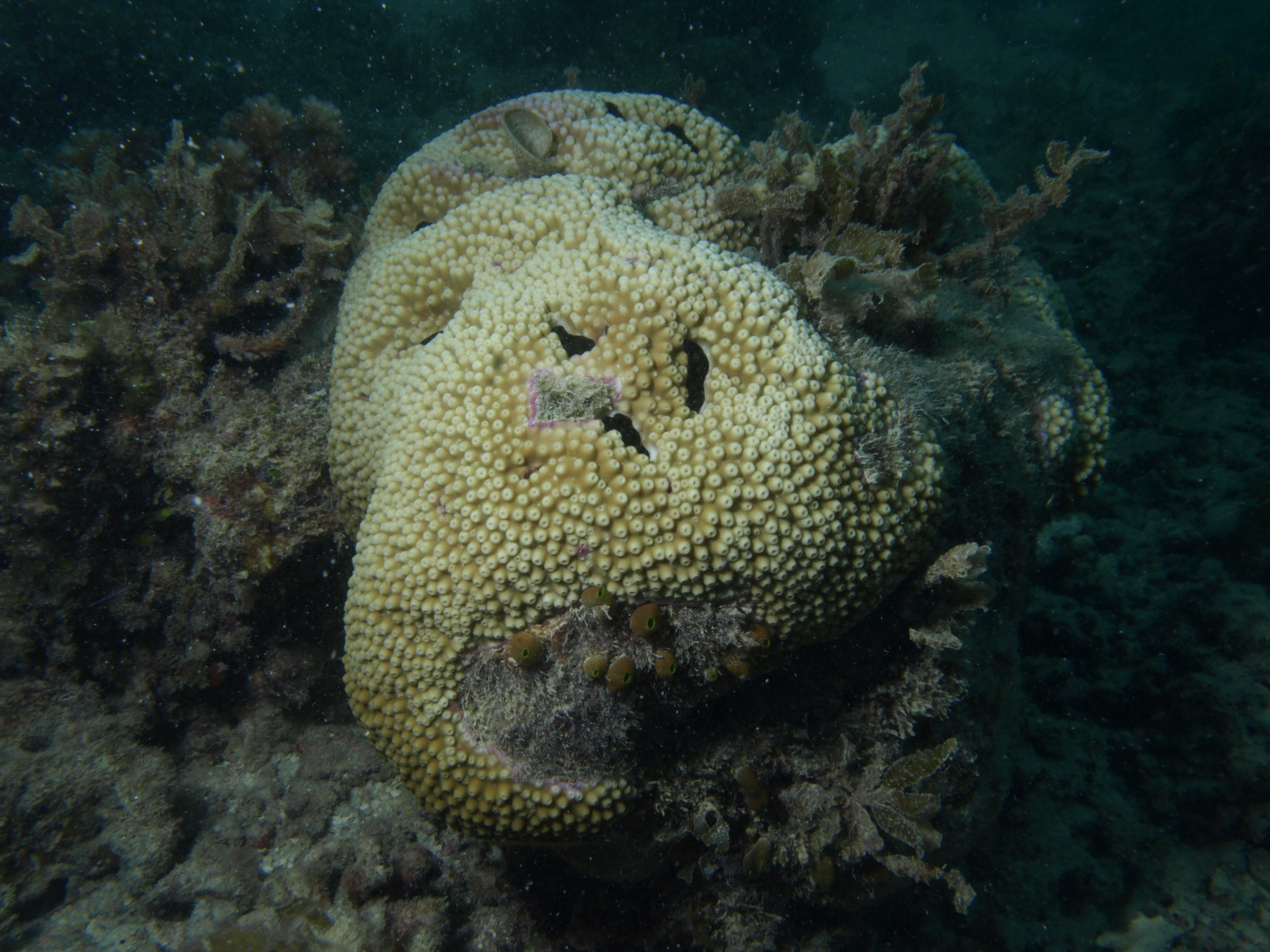 Astreopora myriophthalma